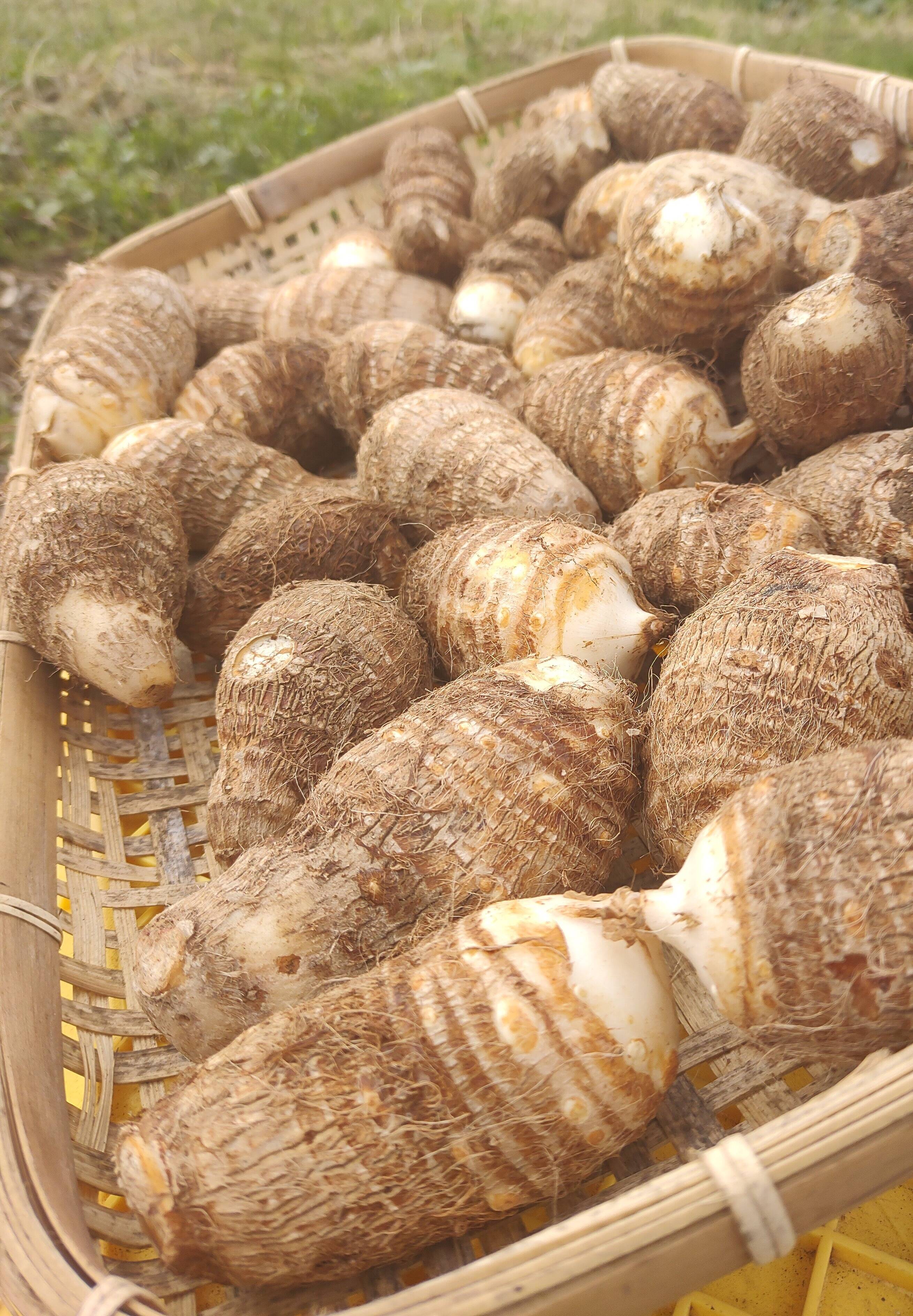 農薬・化学肥料不使用 里芋 サトイモ (土垂)5kg 埼玉県認証特別栽培：埼玉県産の土垂｜食べチョク｜産地直送(産直)お取り寄せ通販 -  農家・漁師から旬の食材を直送