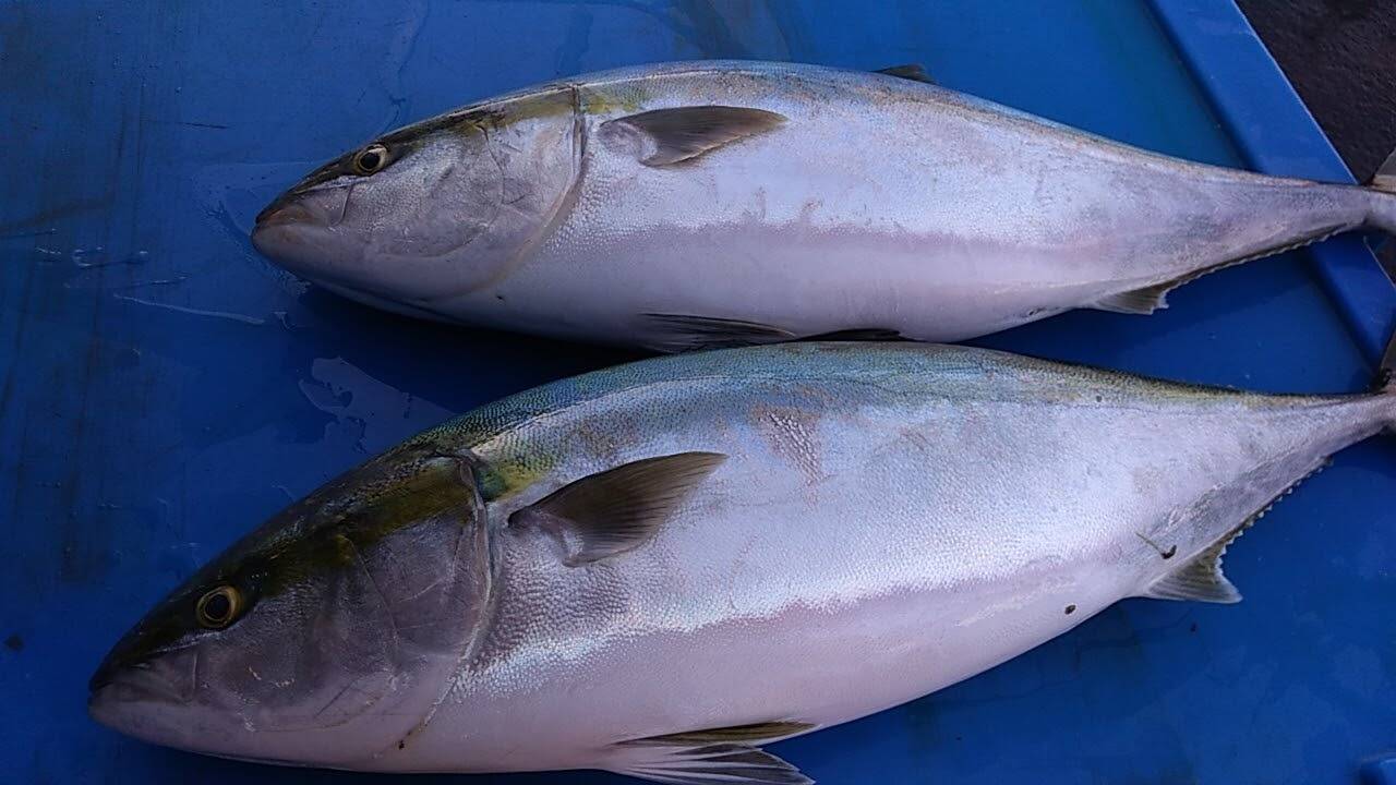 北海道を回遊中 活〆天然ブリ 北海道産 食べチョク 農家 漁師の産直ネット通販 旬の食材を生産者直送