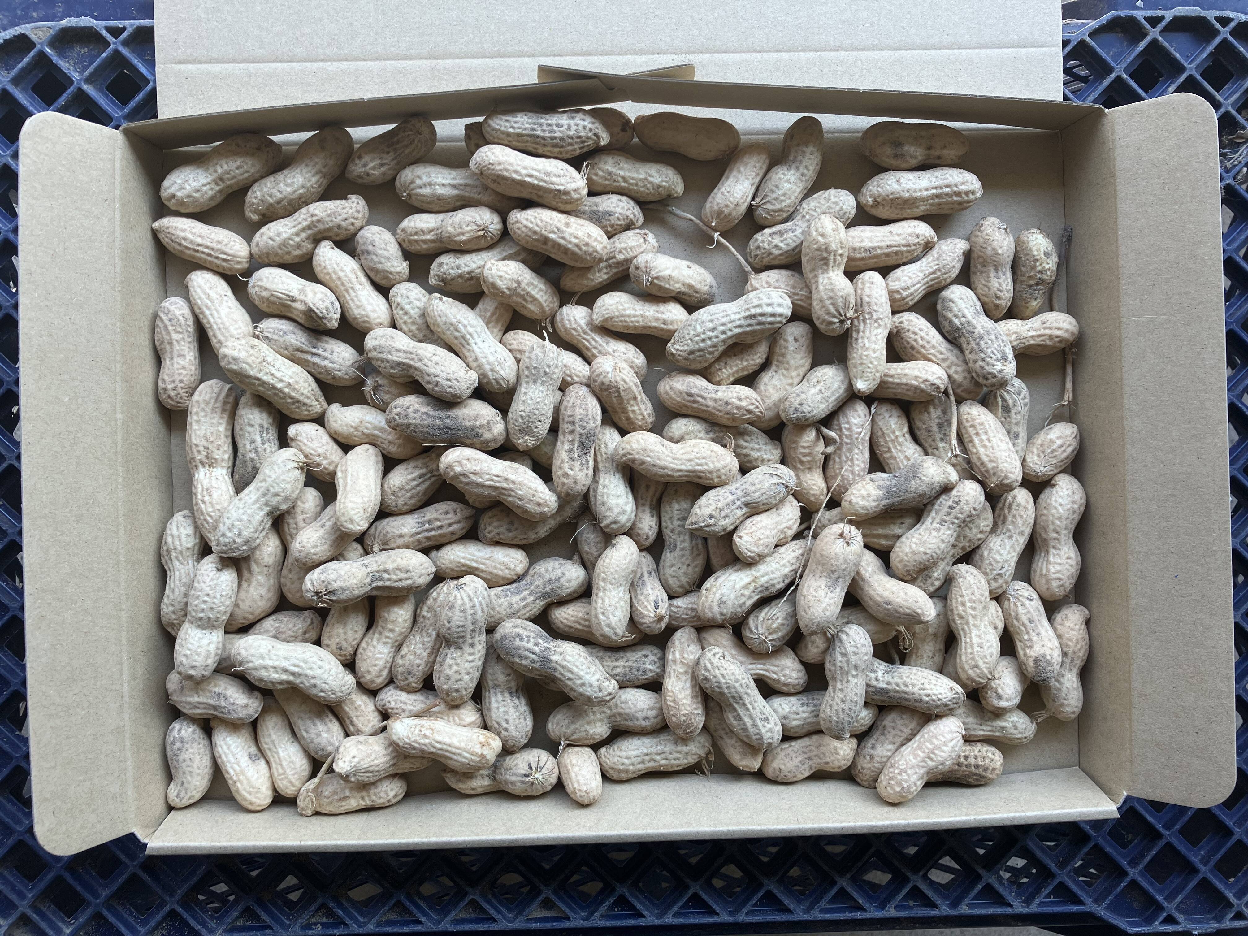 鹿児島産】甘塩生落花生箱込み700g^_^：鹿児島県産のその他落花生