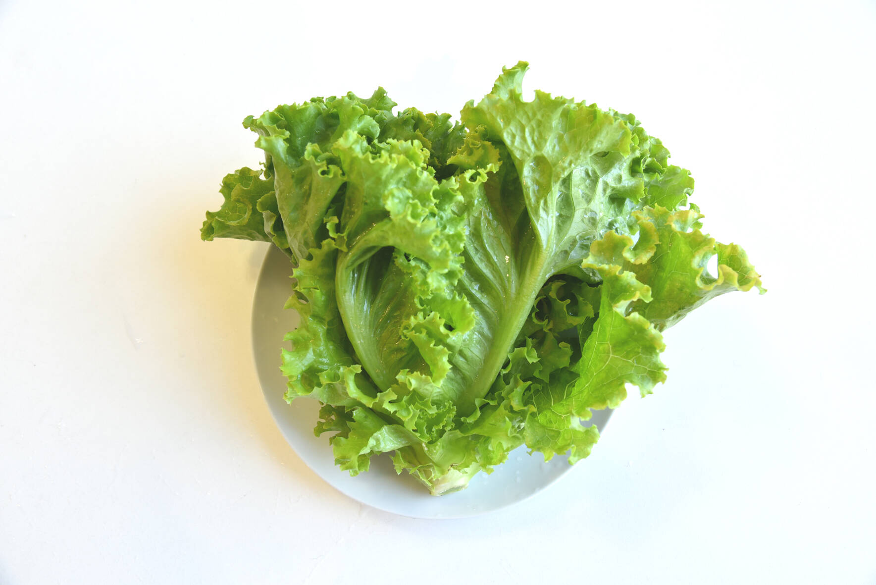 和らぎ農法 レタス グリーンウェーブ 大 1玉 滋賀県産のレタス 食べチョク 産地直送 産直 お取り寄せ通販 農家 漁師から旬の食材を直送