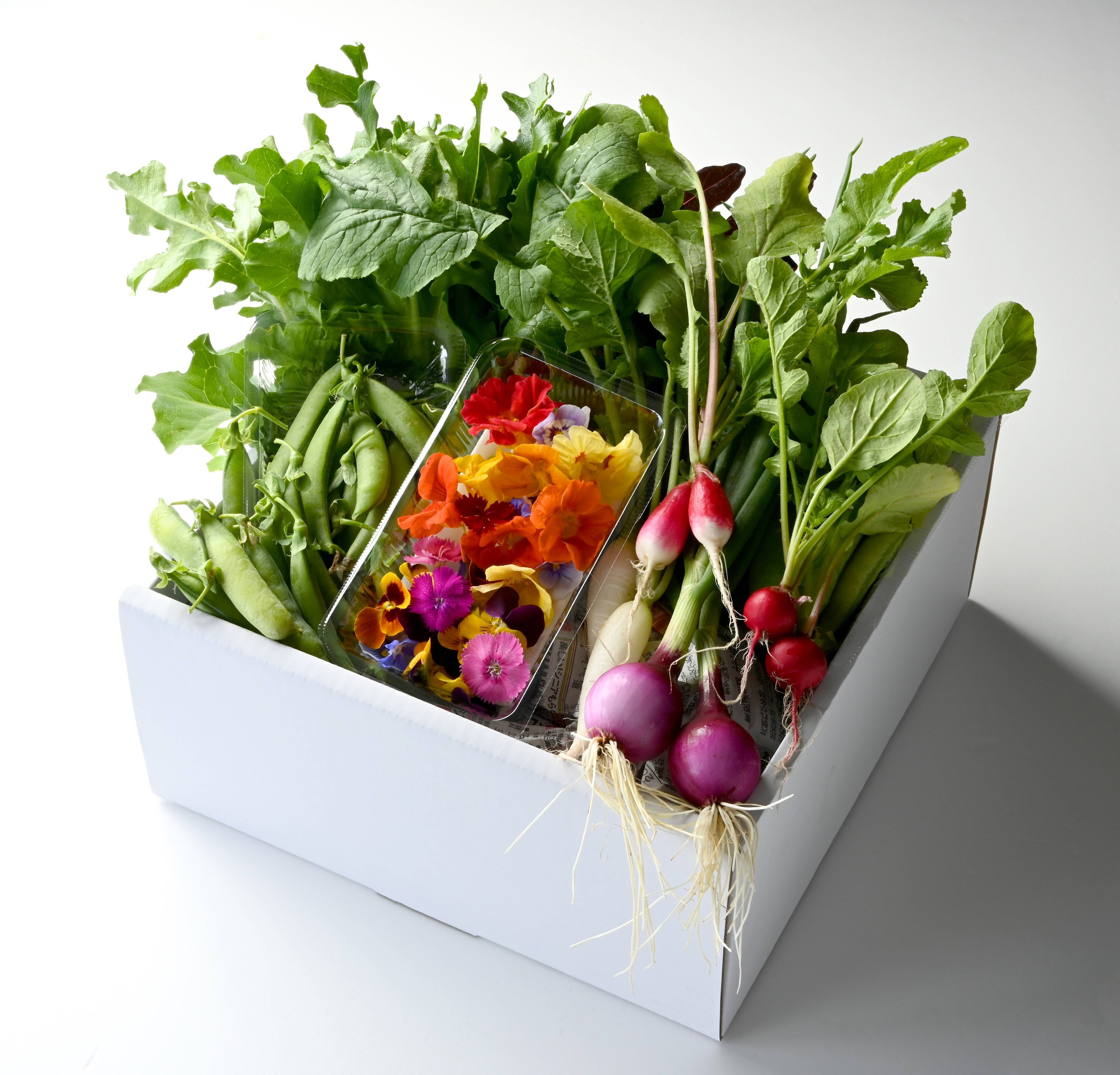 おウチでレストラン気分！金沢のおまかせ野菜詰め合わせ【6-7品目