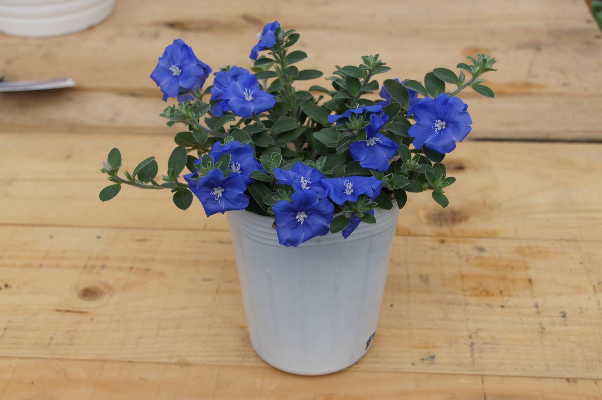 耐暑性花付き抜群！PWエボルブルス(アメリカンブルー) ブルーラグーン