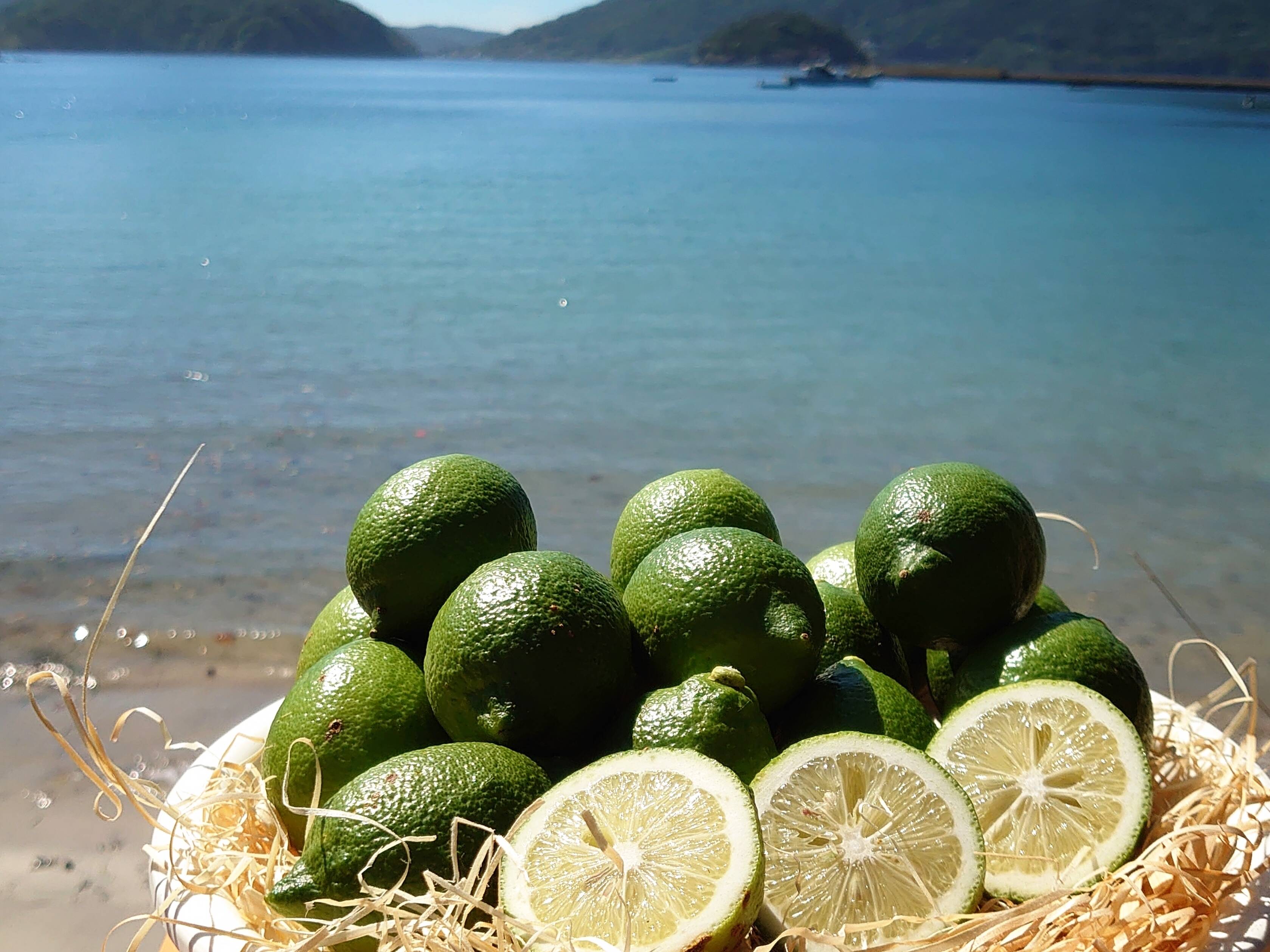 無農薬 レモングラス 抜き苗 3本 【公式通販】