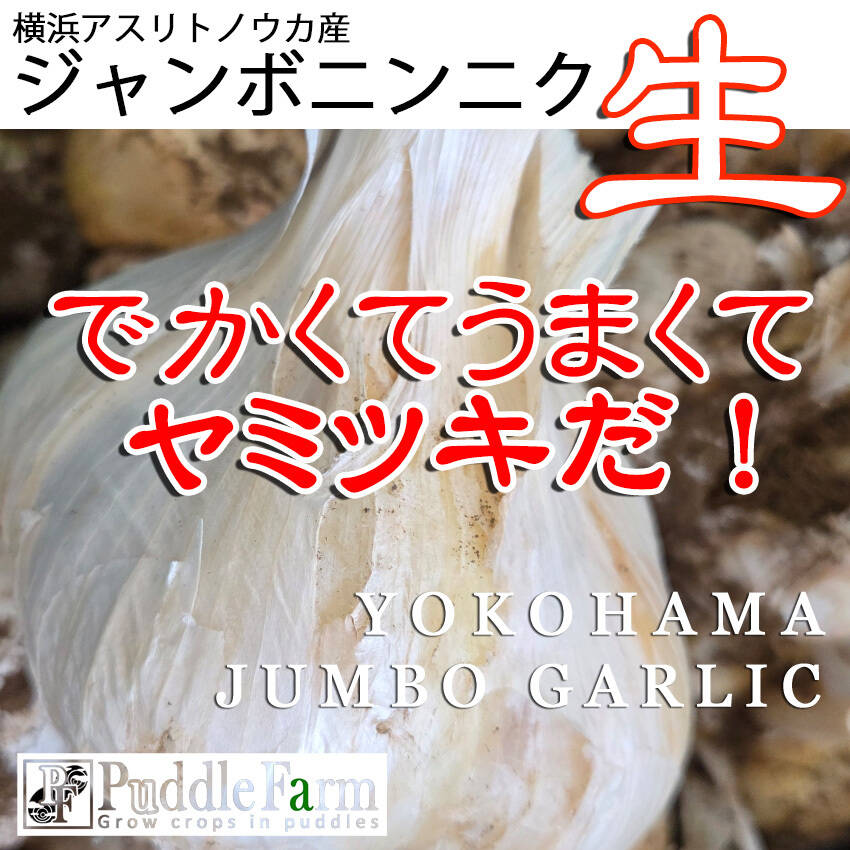 この時期だけの横浜産「生ジャンボニンニク」1.8kg！でかくてうまくて