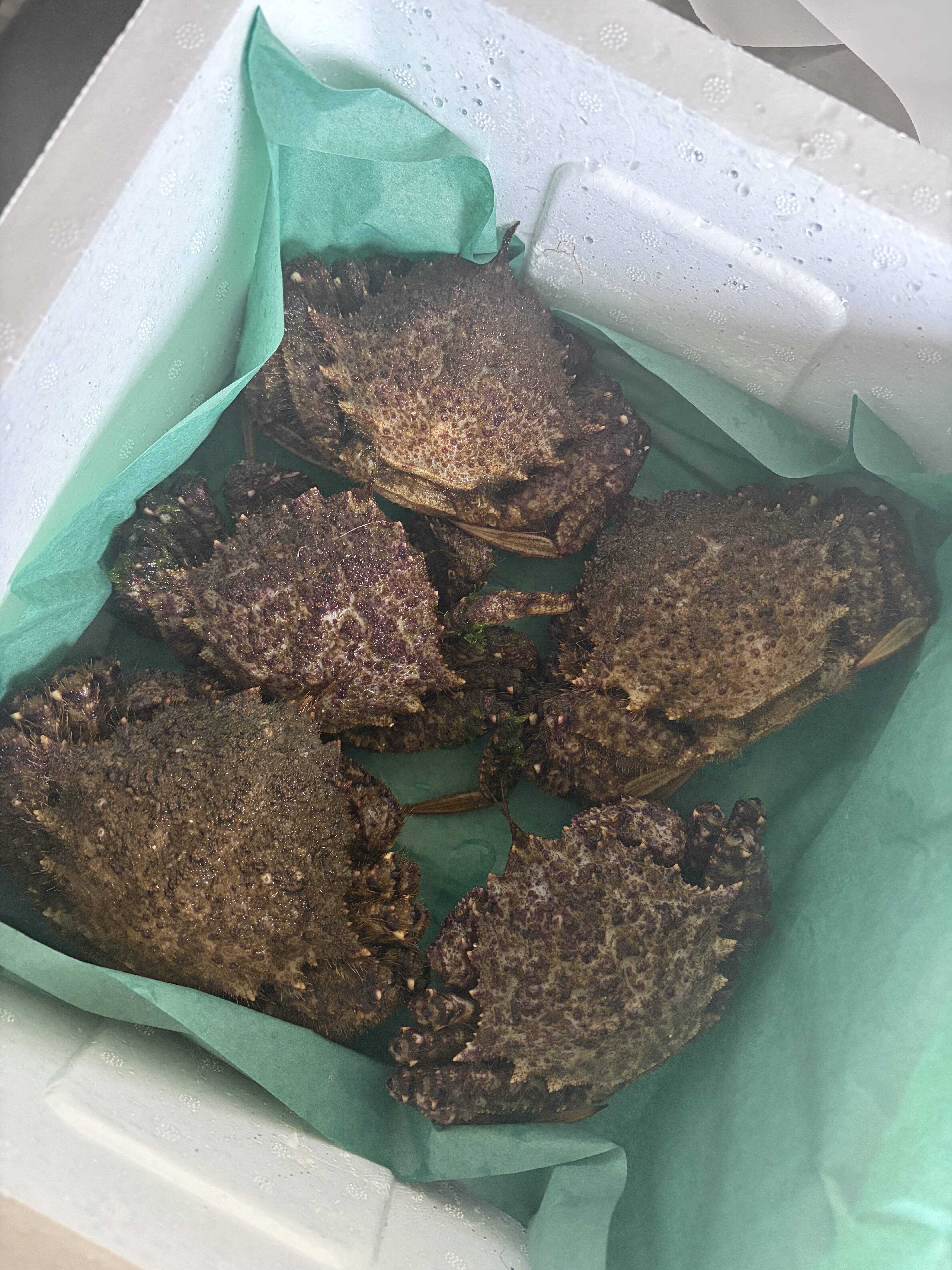 春のごちそう🌸陸奥湾産トゲクリガニ🦀｜食べチョク｜産地直送(産直)お