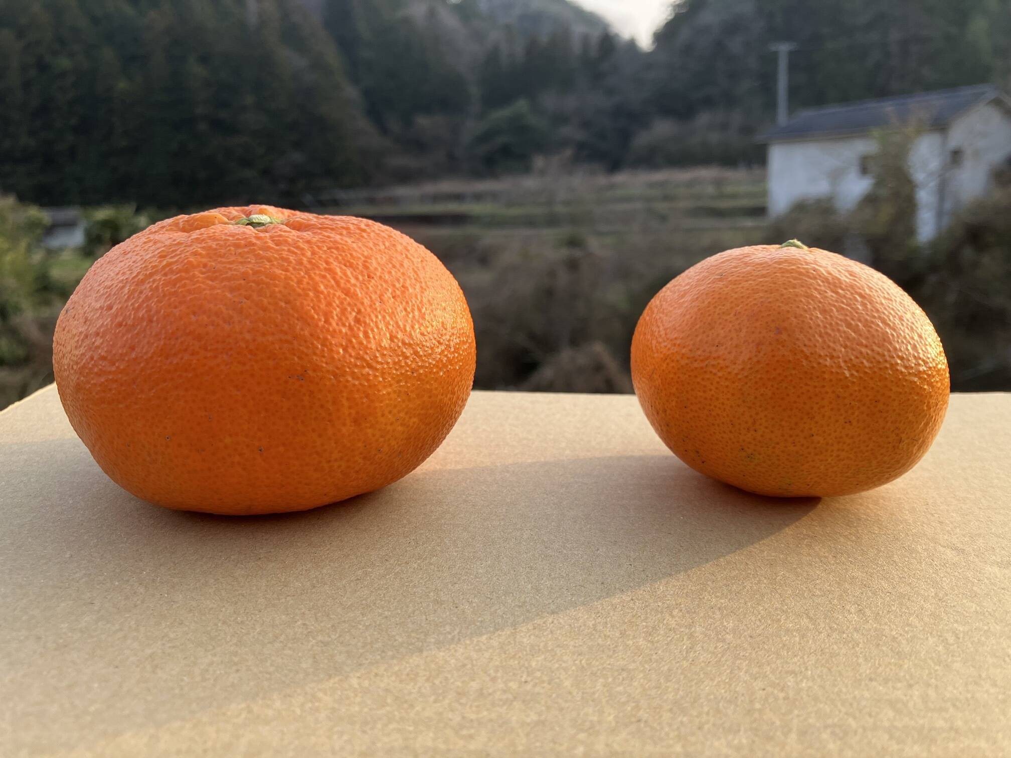 愛媛が誇る高級柑橘”ふぞろいの小さな甘平ちゃん”3kg：愛媛県産の