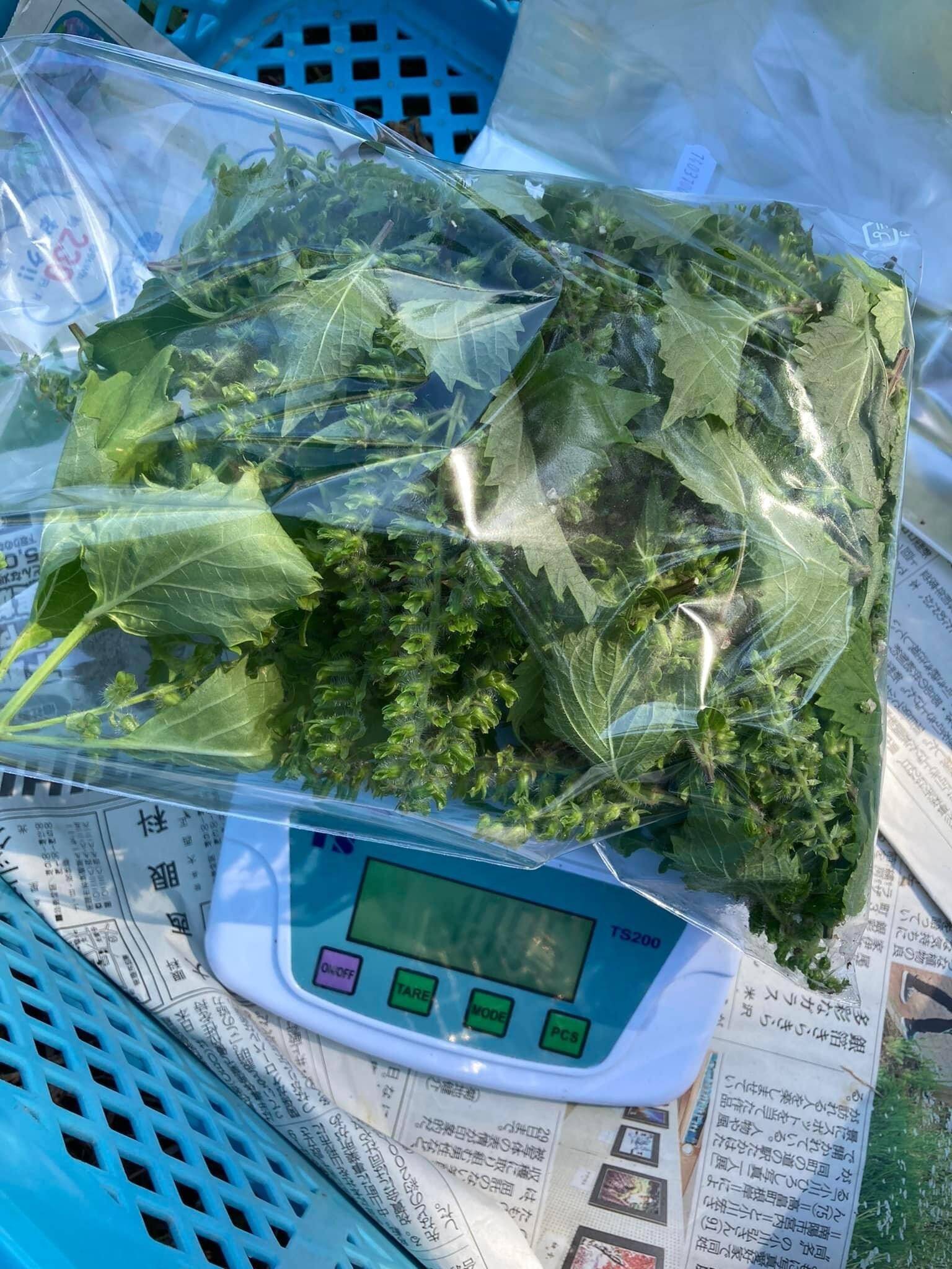 2026年度予約】自然栽培穂じそ（シソの実）100g：山形県産のその他薬味