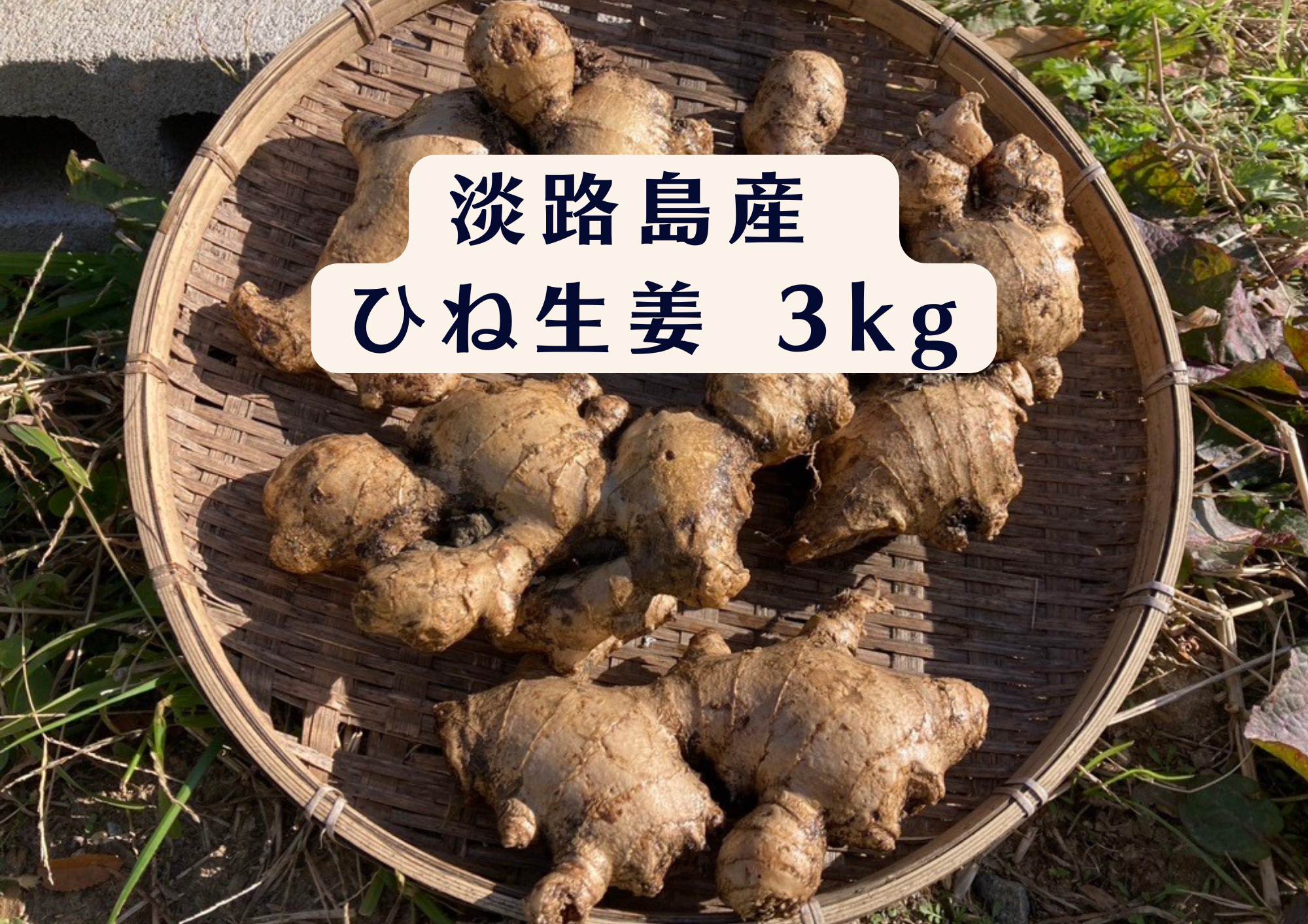 専用出品　農薬不使用　ひね生姜15kg一口目 楽天市場】無農薬 生姜 ( 古根 ) 500g しょうが ショウガ 根ショウガ
