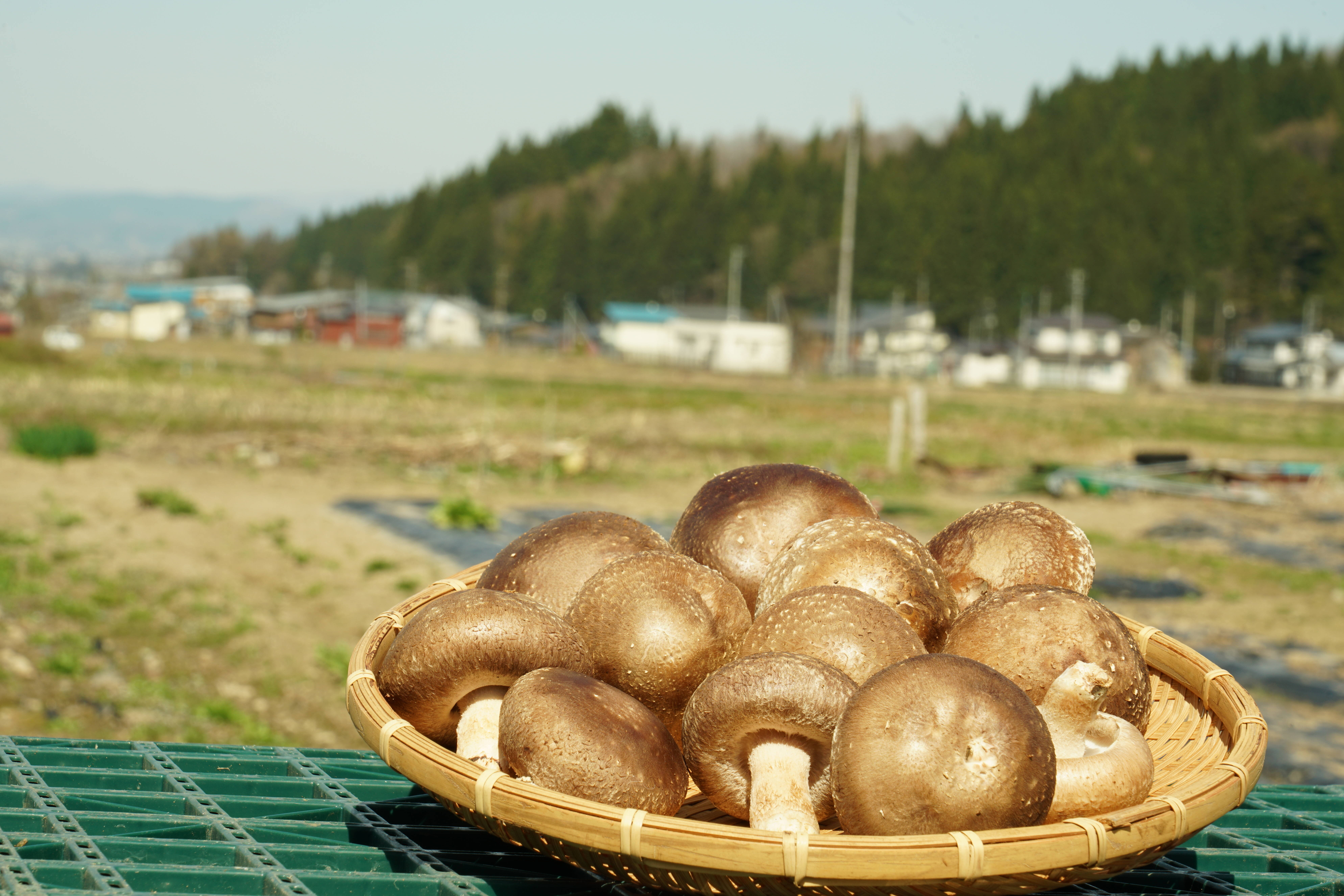 肉厚ジュワっと系「秋田」原木しいたけ（1kg）：秋田県産の野菜｜食べ