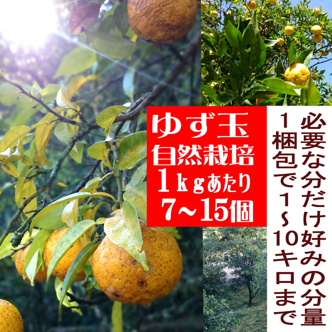 ⑥福島県産　完全無農薬　青柚子 (本柚子)　1kg　約10個