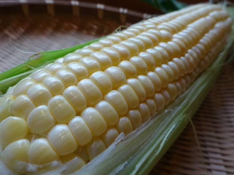 🌽サニーショコラ・ライラ 10本入り🌽 甘くて後味すっきり♪：岡山県