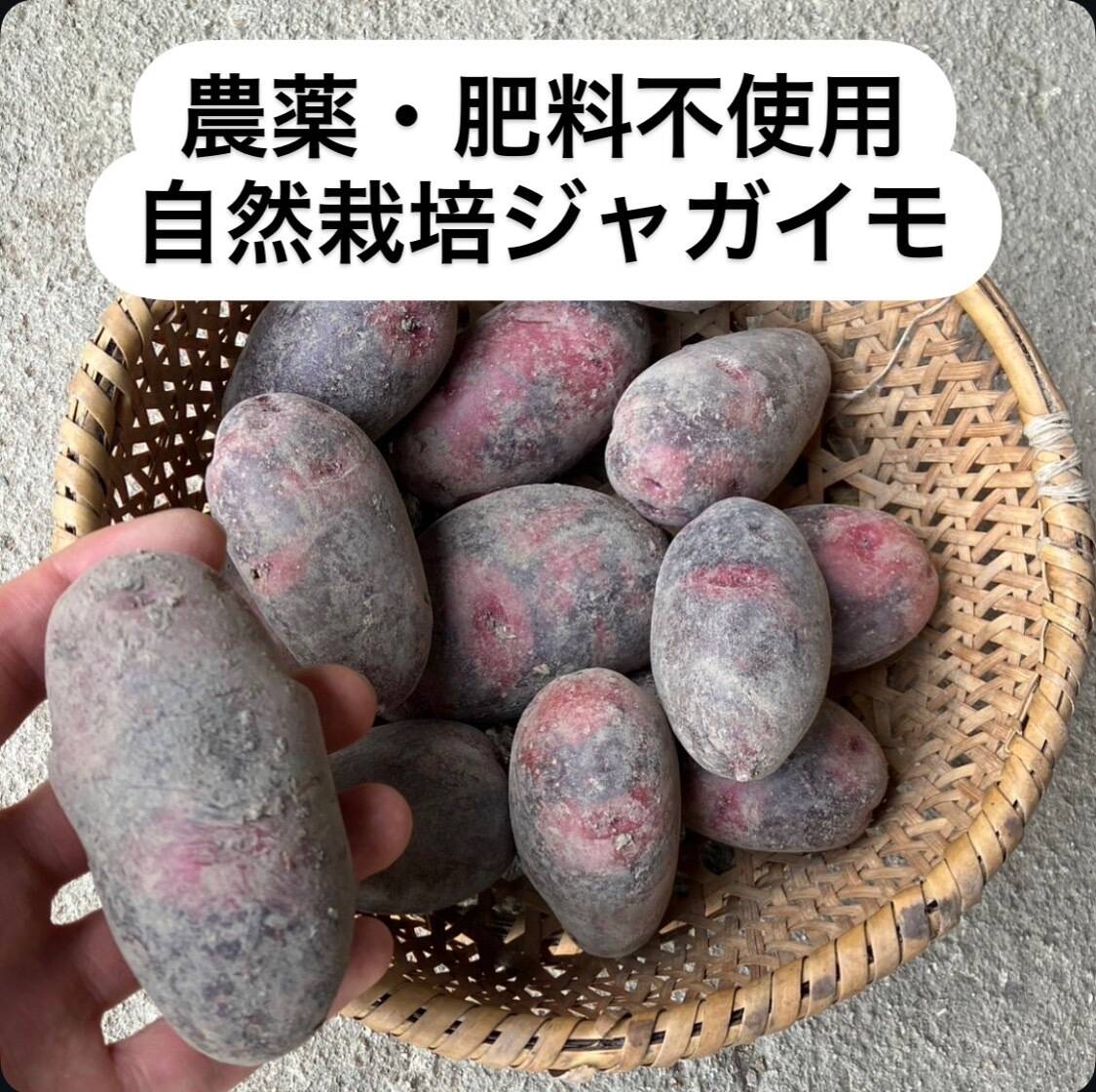 無農薬　無肥料　熊本県産　グラウンドペチカ　10kg 無農薬 無肥料 熊本県産 グラウンドペチカ 10kg - メルカリ