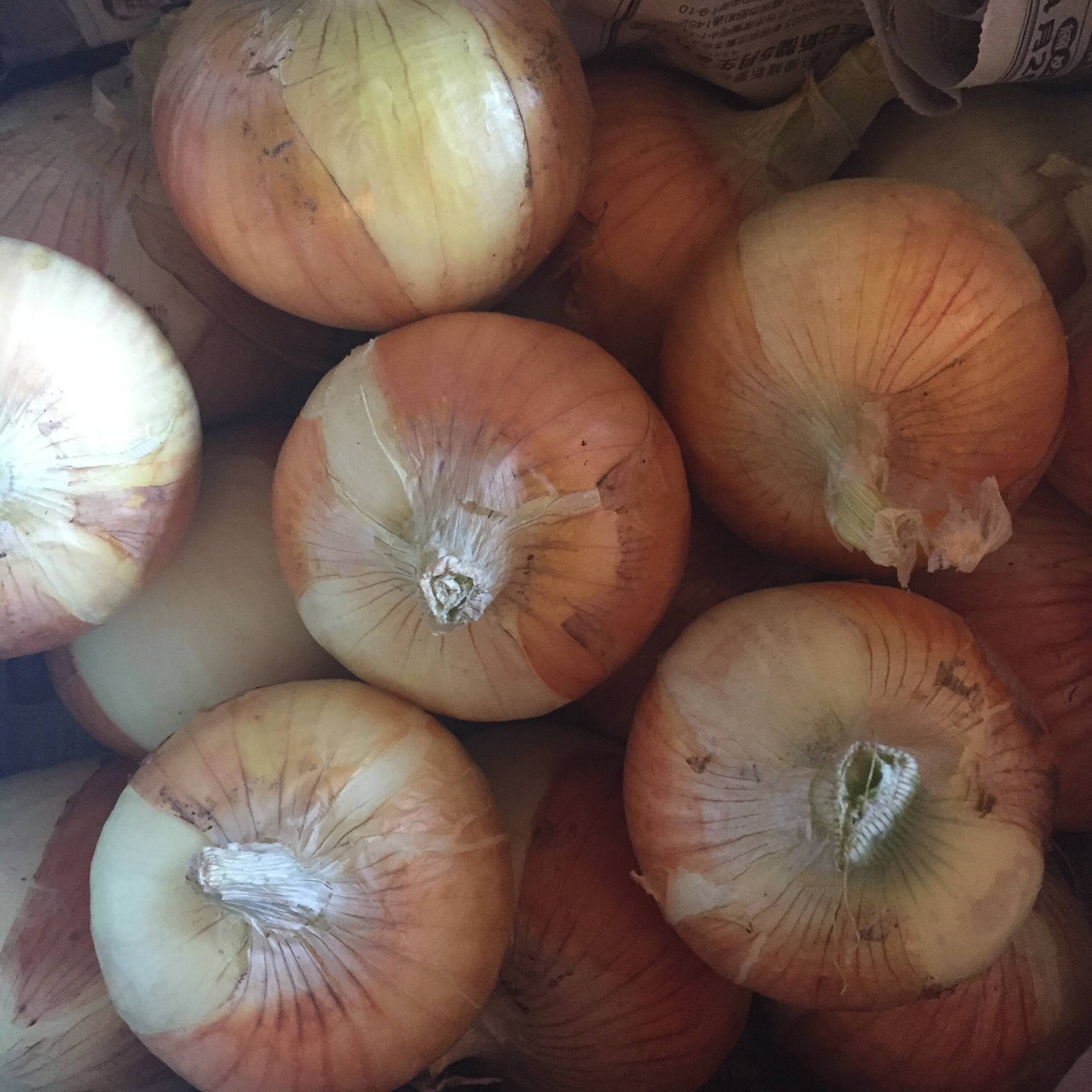 瀬戸内海の たまねぎ3kg（20個くらい）：愛媛県産のその他玉ねぎ｜食べ