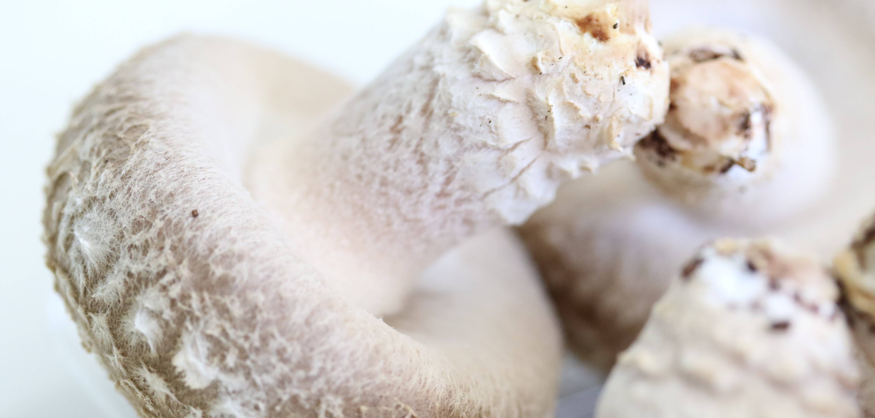 岩手県久慈市産松茸300g 【公式通販】