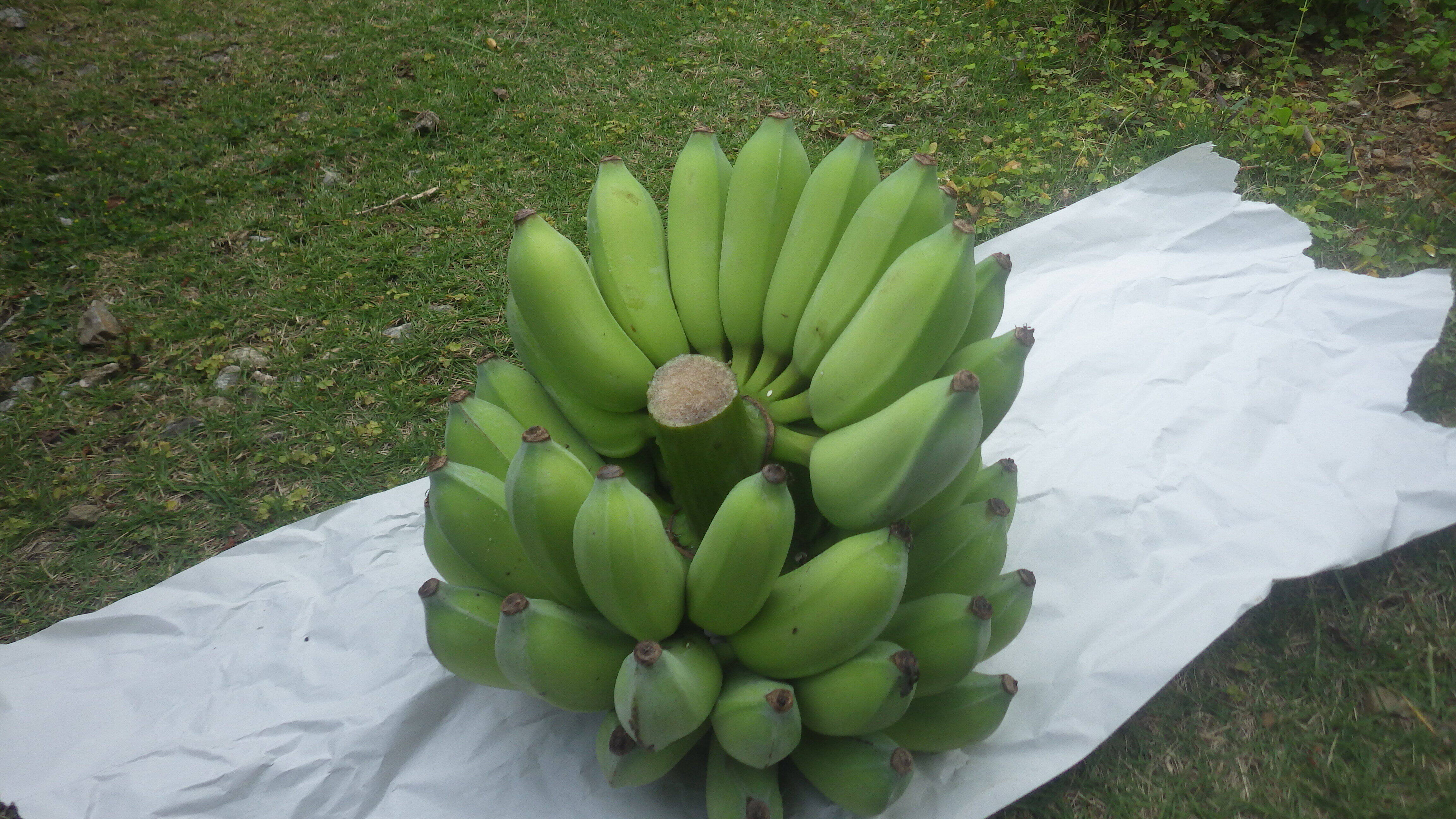 バナナ 863f95a093f991037316cbada1fc20