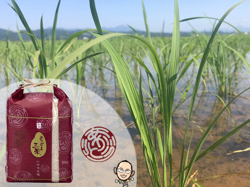 新潟産いのちの壱(5kg)【🌾令和7年産】受賞者がお届けする新ブランド