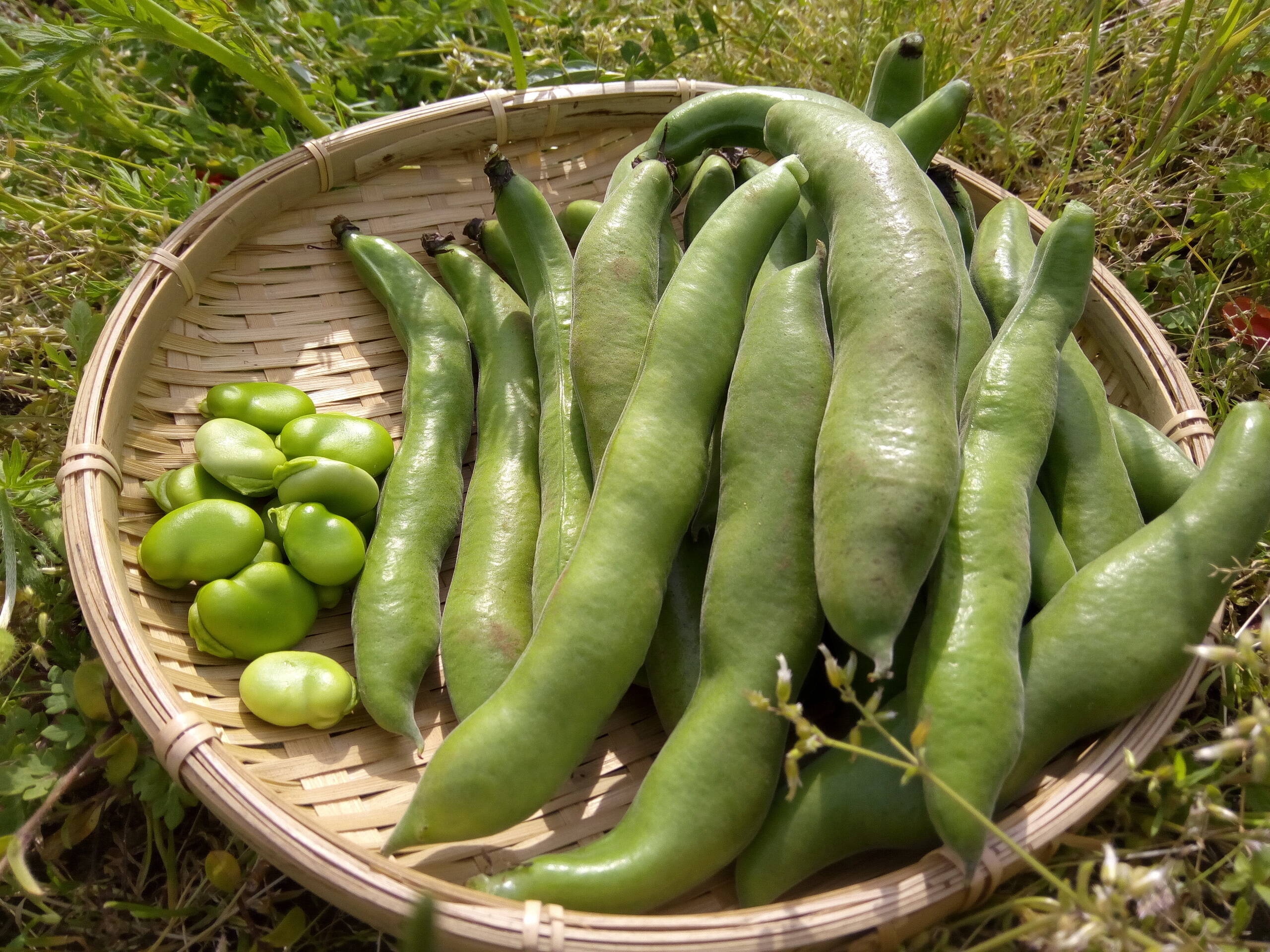 農薬化学肥料不使用のソラマメ 約1kg：千葉県産のその他そら豆｜食べ