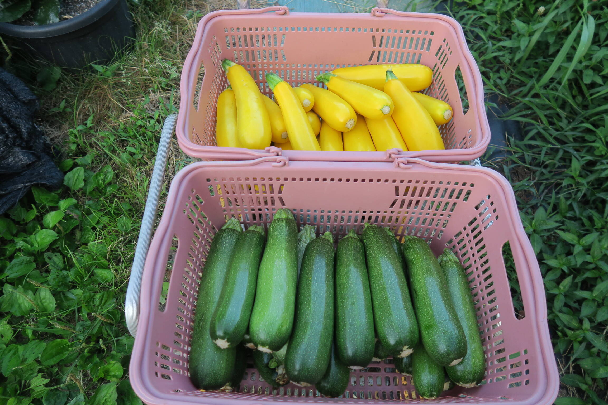 ズッキーニ2種セット たっぷり15本3.5キロ：石川県産の野菜｜食べ