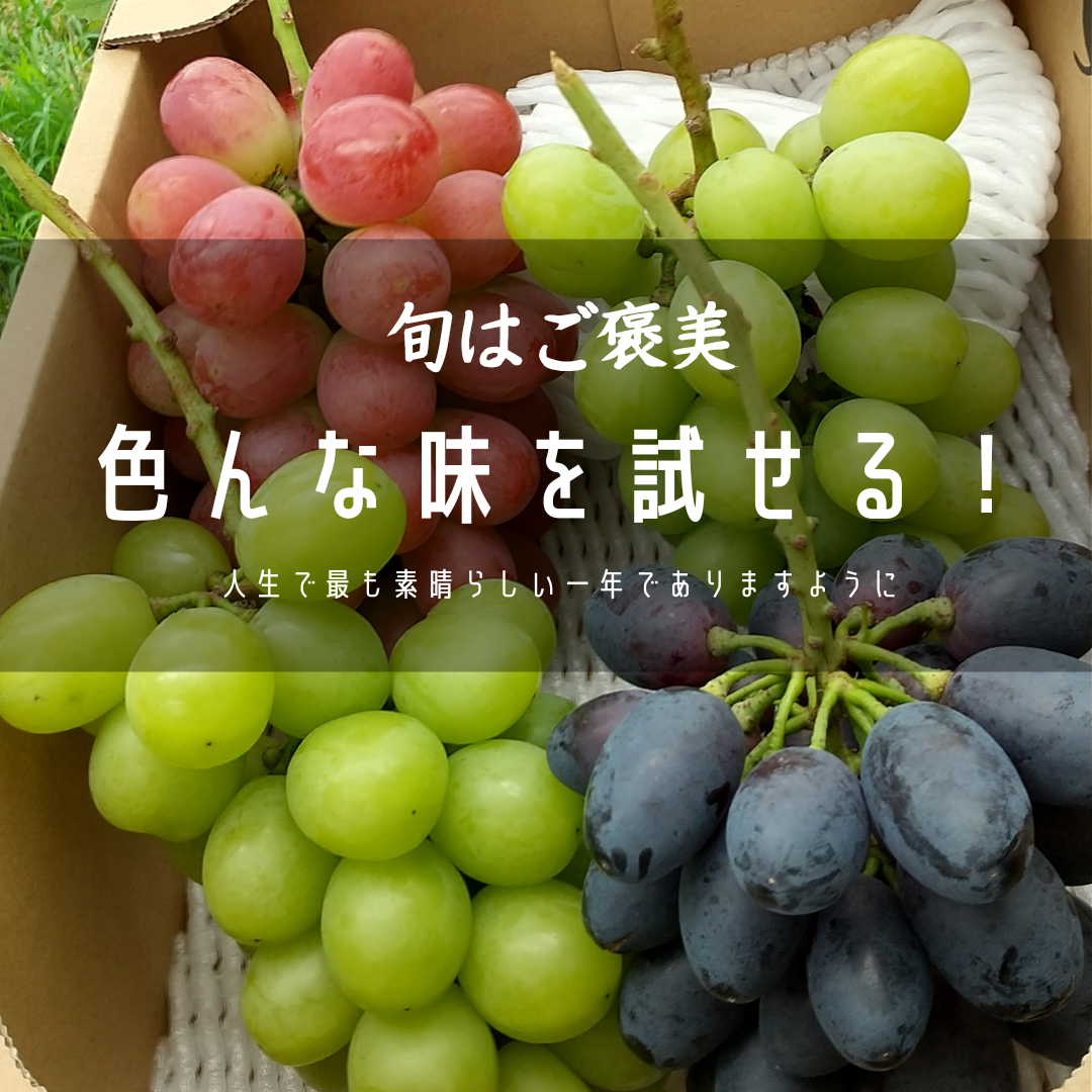 種なし、皮ごと！旬のセレクトセット：岡山県産のその他ぶどう｜食べチョク｜産地直送(産直)お取り寄せ通販 - 農家・漁師から旬の食材を直送