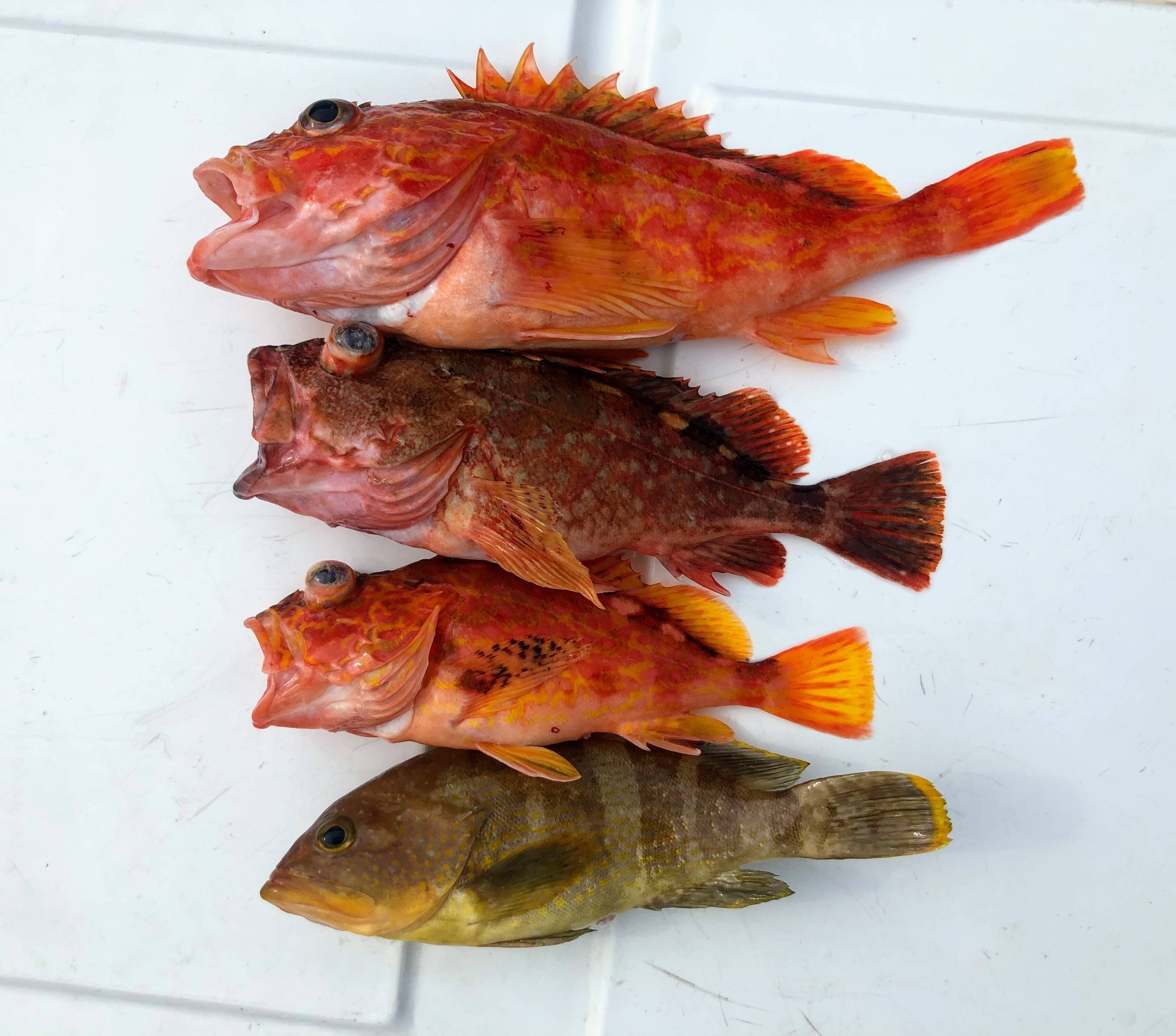 明日朝まで限定！捕れたて！アオナ(アオハタ)・カサゴ(アラカブ) 2kg高級魚セット【天然】長崎県対馬：長崎県産の魚介類｜食べチョク｜産地直送