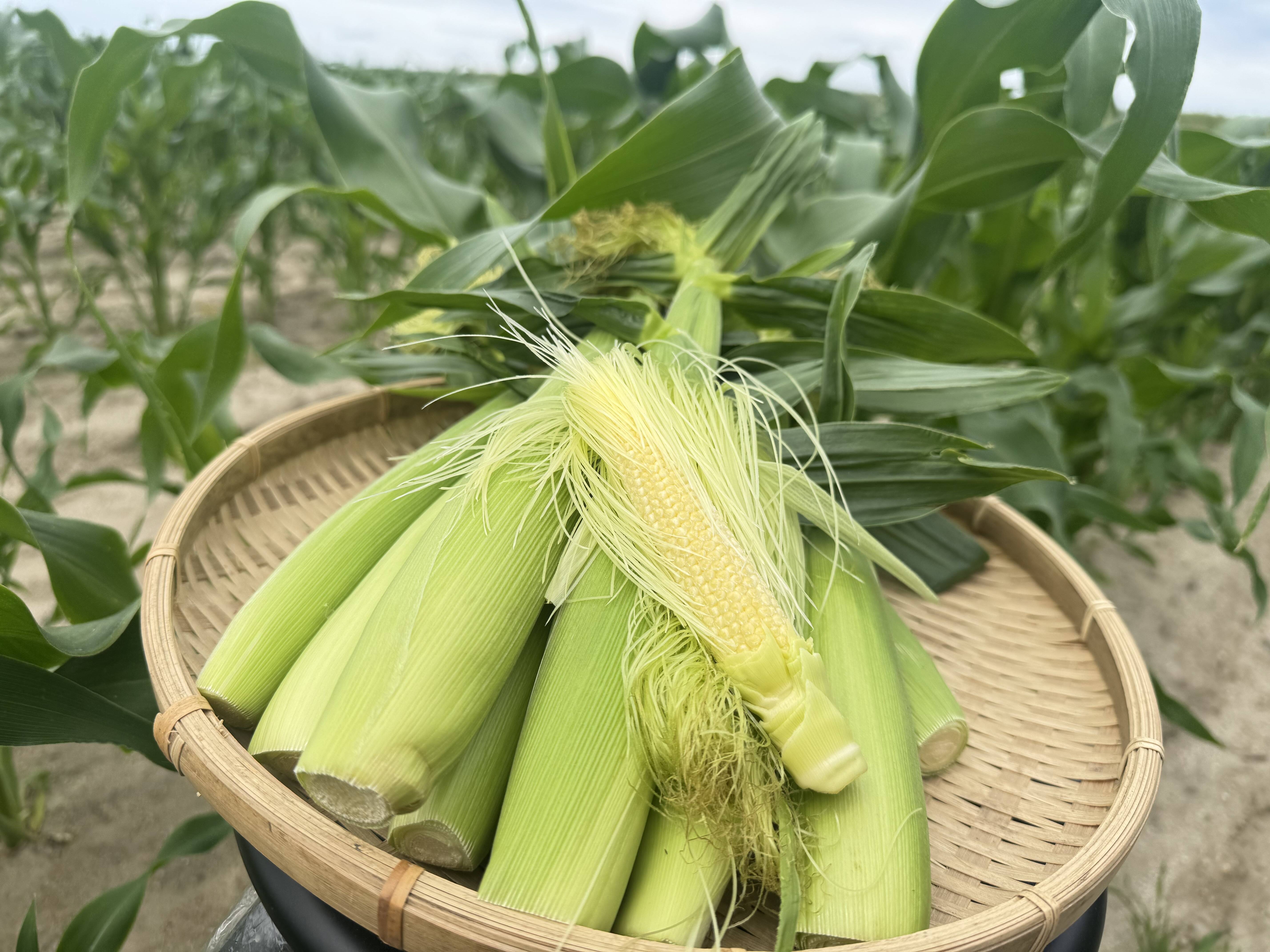 ヤングコーン始動しました｜食べチョク｜産地直送(産直)お取り寄せ通販