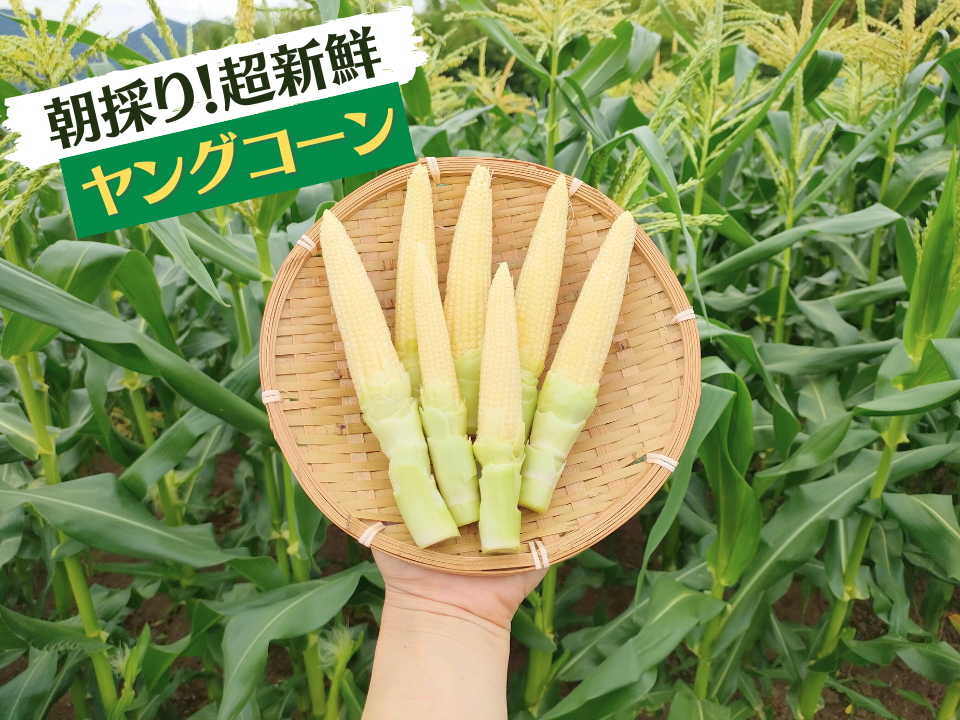 ヤングコーンの葉ヒゲ芯のみ ④ - 小動物用品