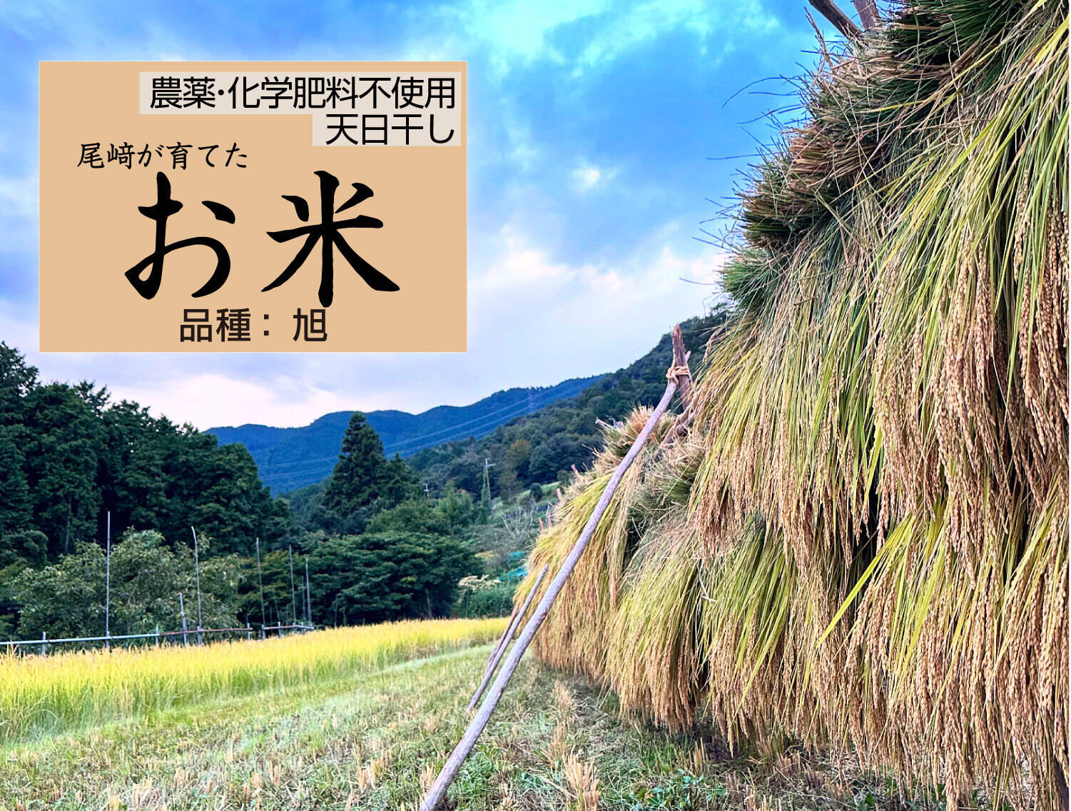 ◇農薬化学肥料不使用・天日干し◇旭-あさひ-◇白米粒が光る棚田米