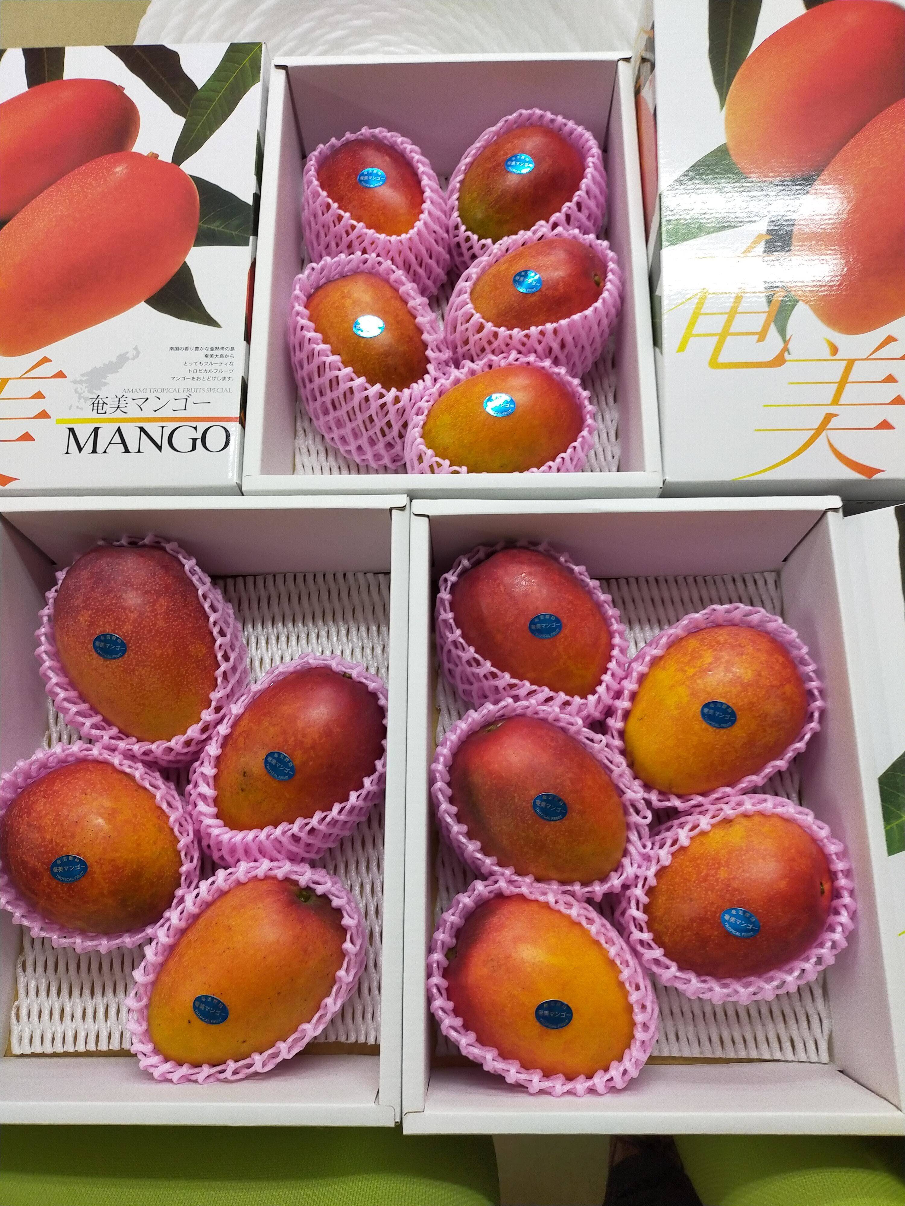 宮崎県産 完熟マンゴー 3kg パック - 果物
