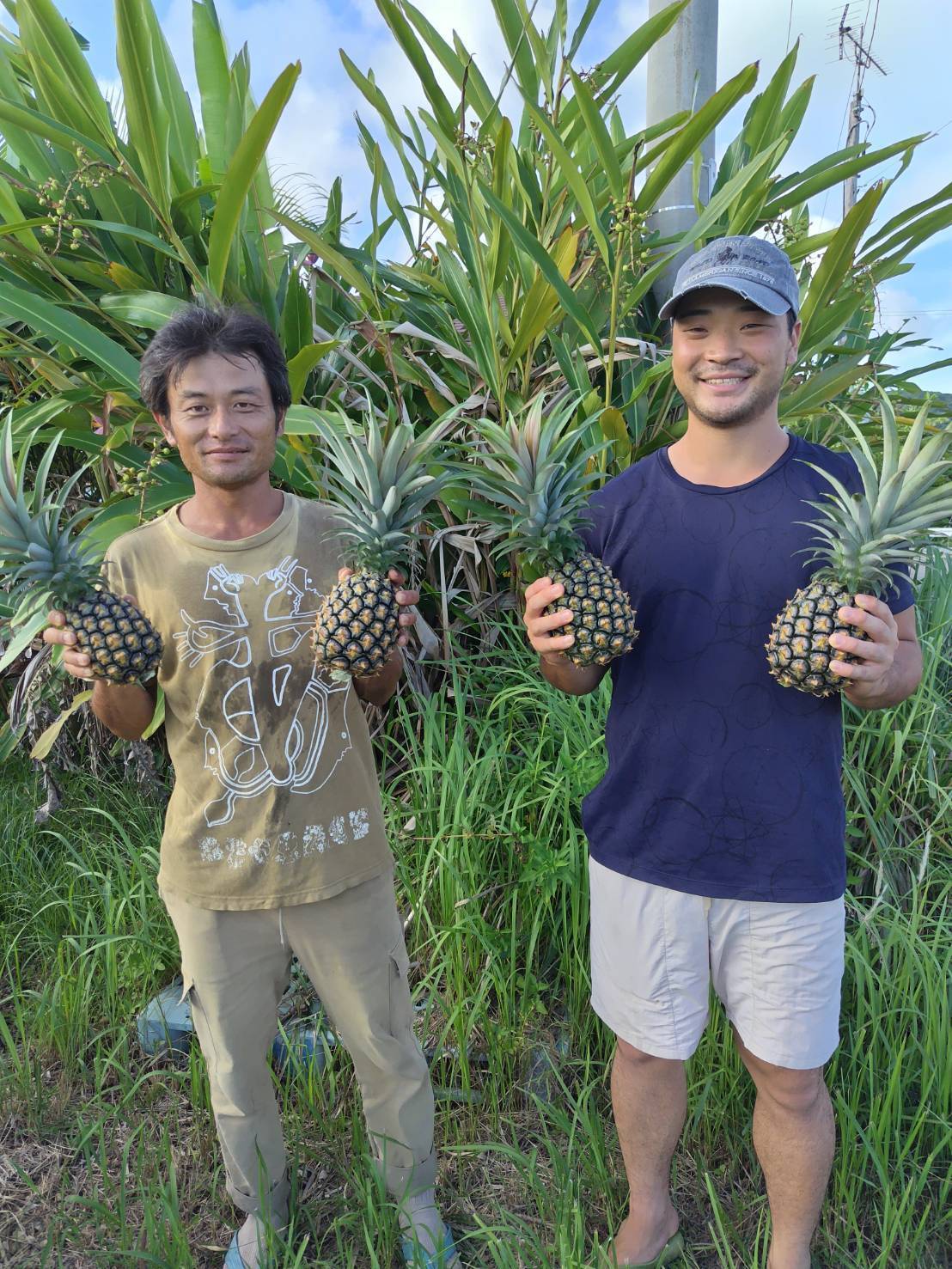今が旬！西表島の完熟ピーチパイン(3㎏・3-4玉入)：沖縄県産のピーチ