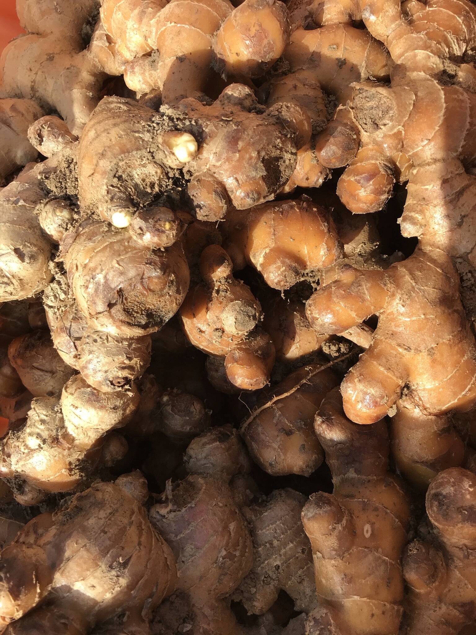 熊本県産〉親生姜 10kg（有機JAS認証）：熊本県産のその他薬味