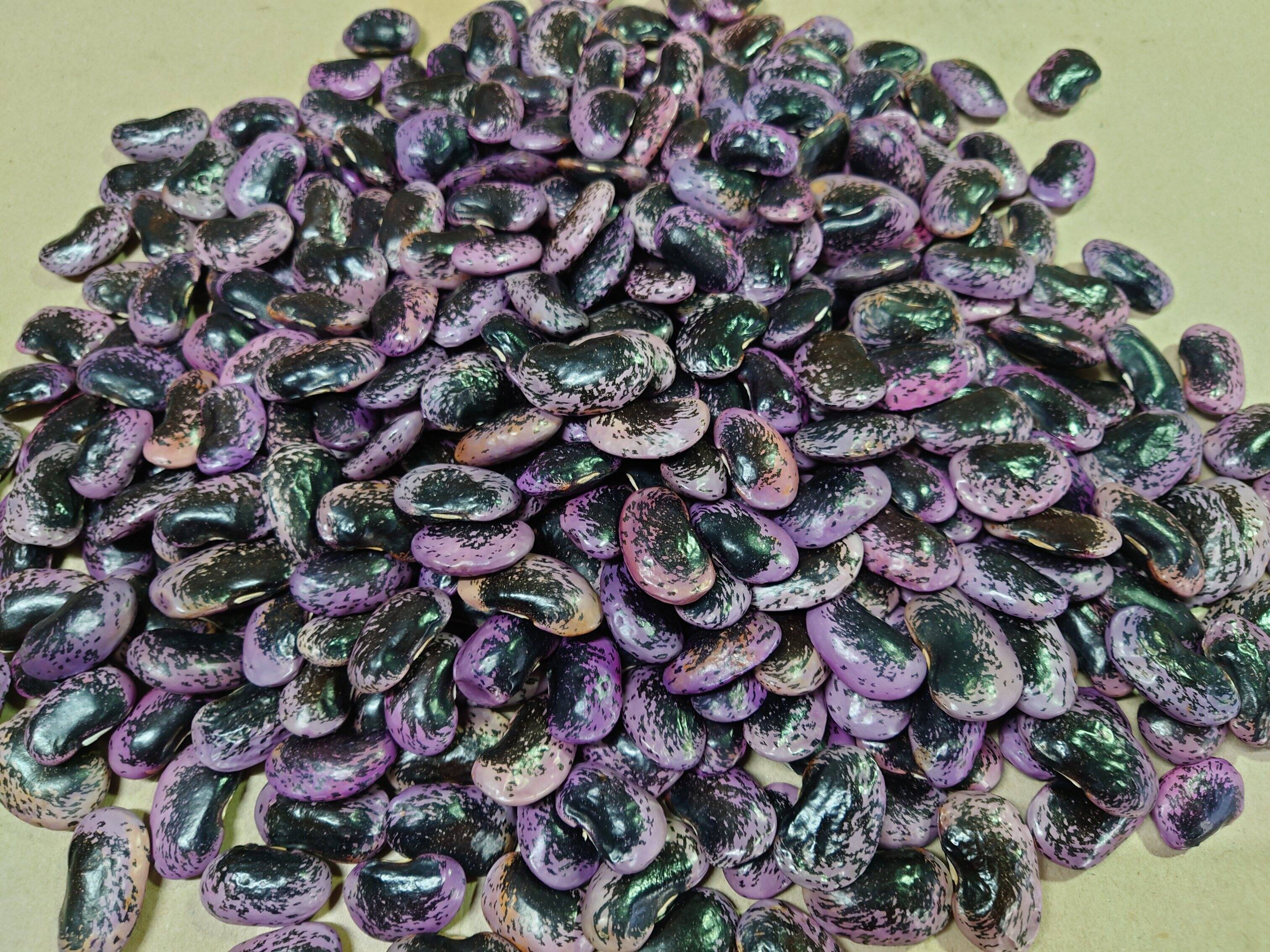自然栽培】高原花豆（紅花いんげん）令和7年産、1kg、中〜大粒（A.B 