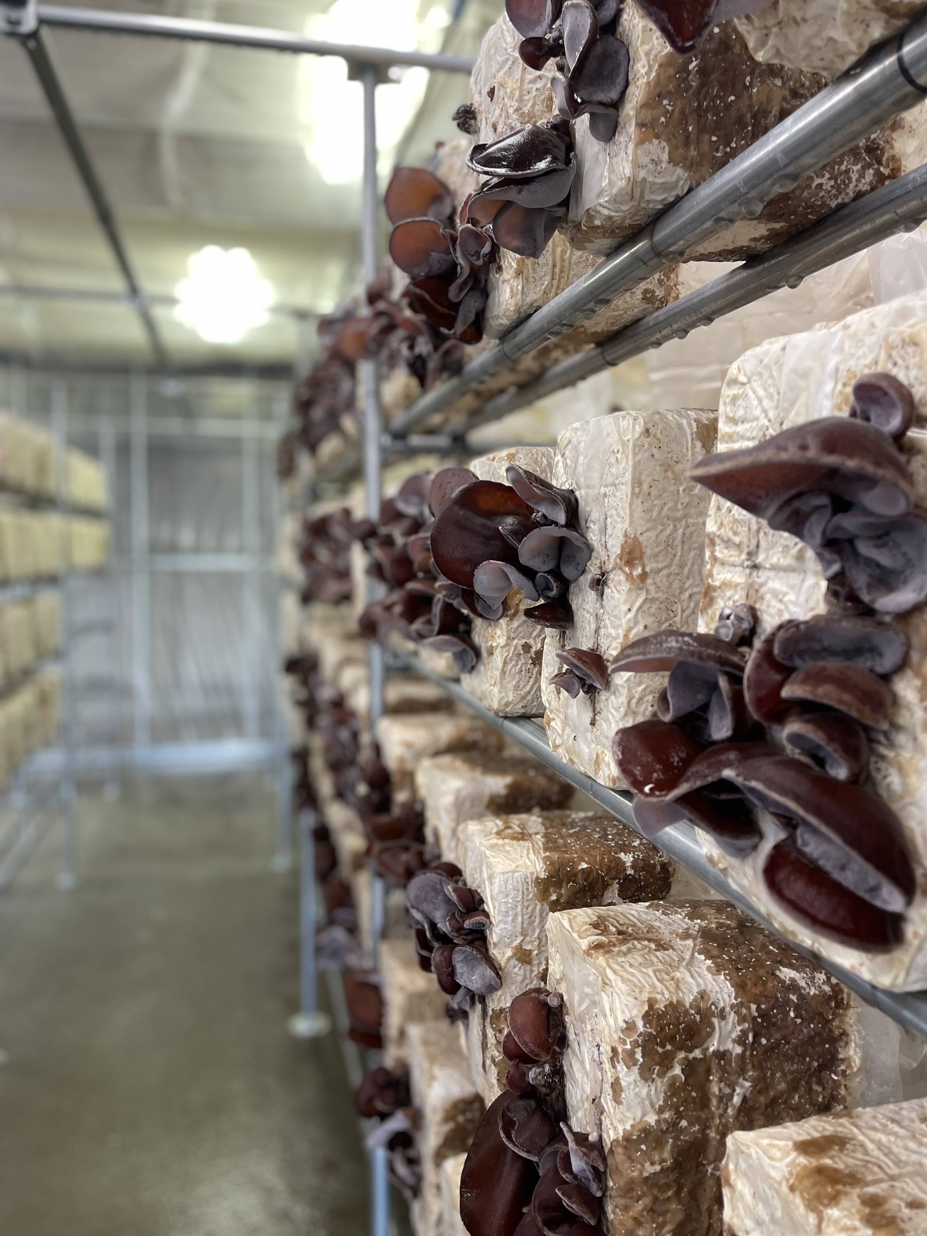 ちゃんみぃ様専用】採れたて農家直送⭐️特選生きくらげ3キロ⭐️