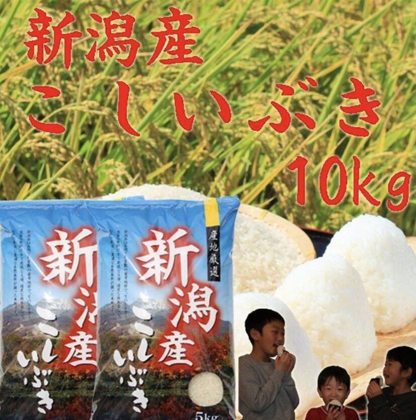 新米 令和7年産 新潟県産 こしいぶき 白米 10kg お米 (kosiibuki-10kg