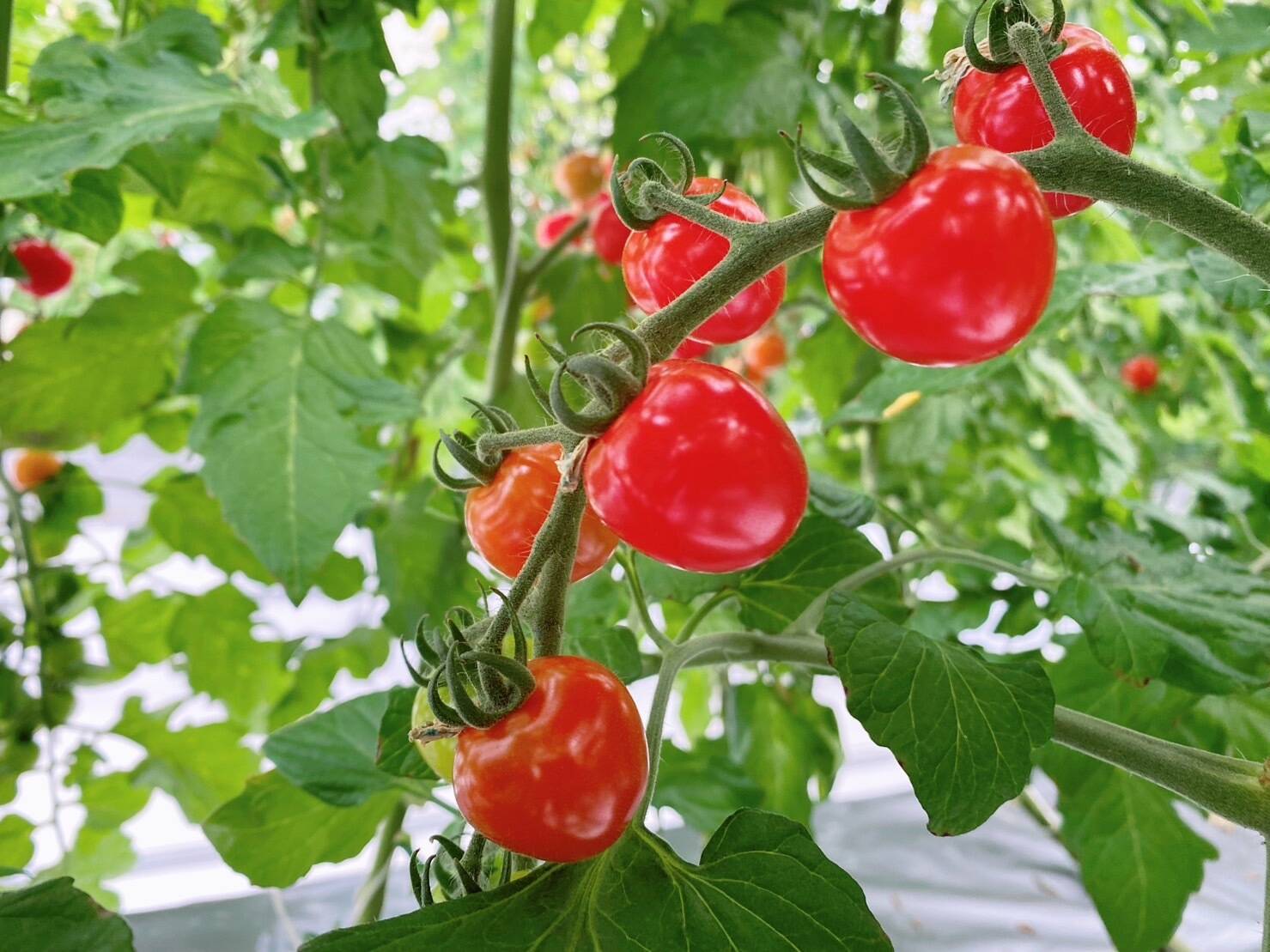 GreenSustainableAgricultureへのレビュー・商品:栃木県|食べ GreenSustainableAgricultureへのレビュー・商品:栃木県|食べ