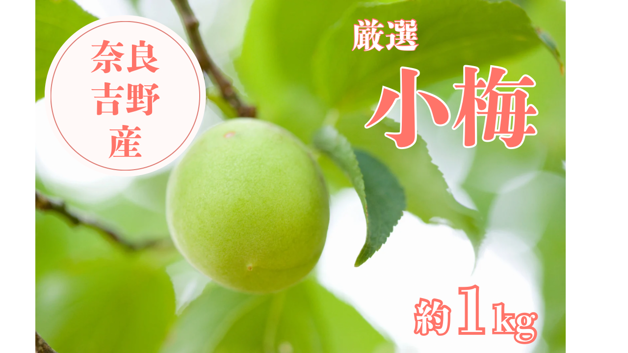 ⭐約８kg⭐青梅⭐徳島県産　梅カリカリ　梅干　梅シロップ Amazon | 梅シロップ お買得4本セット 無添加 275ml 昔ながらの