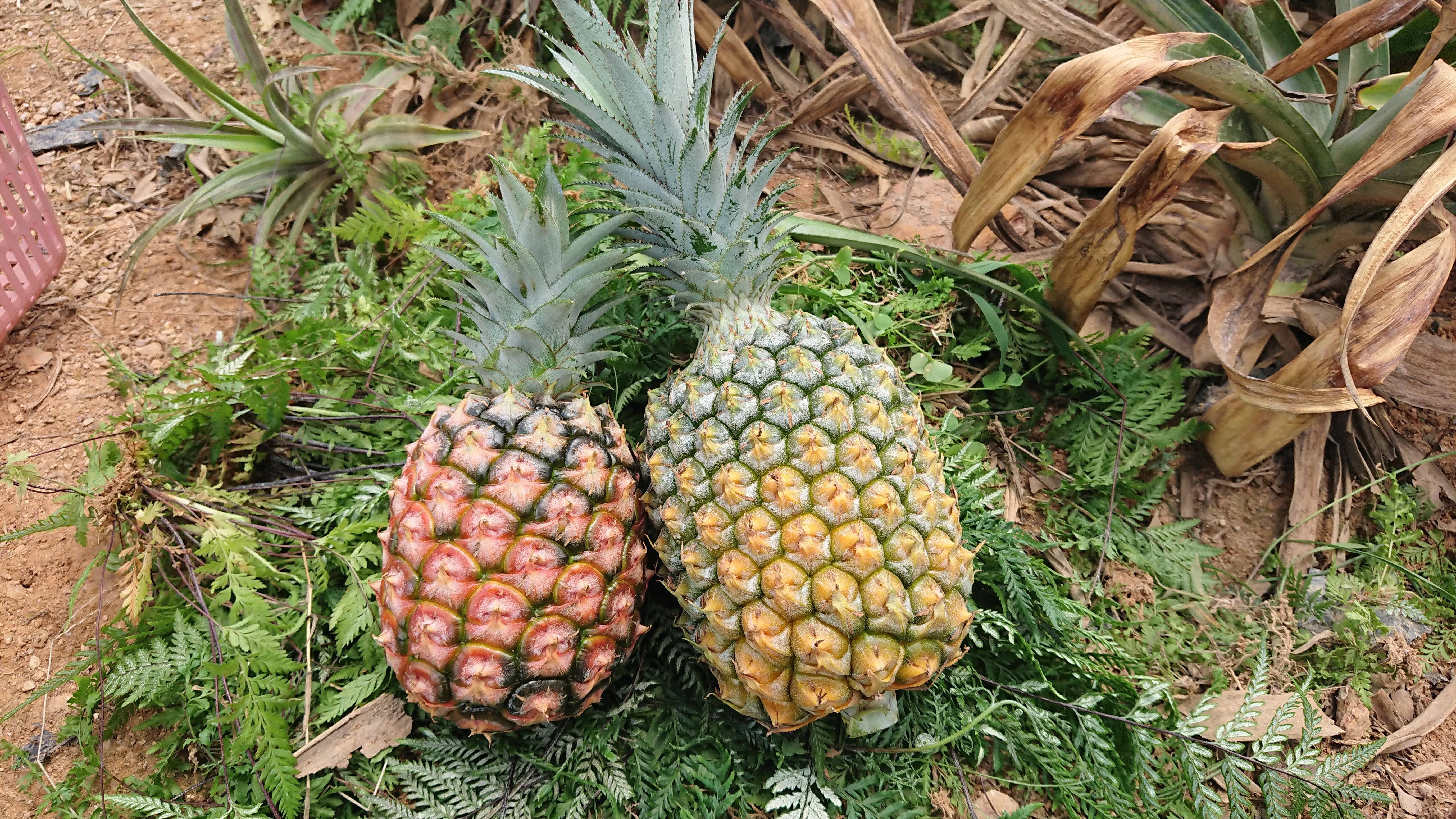 沖縄産 スナックパイン ピーチパインミックス 約10kg - メルカリ