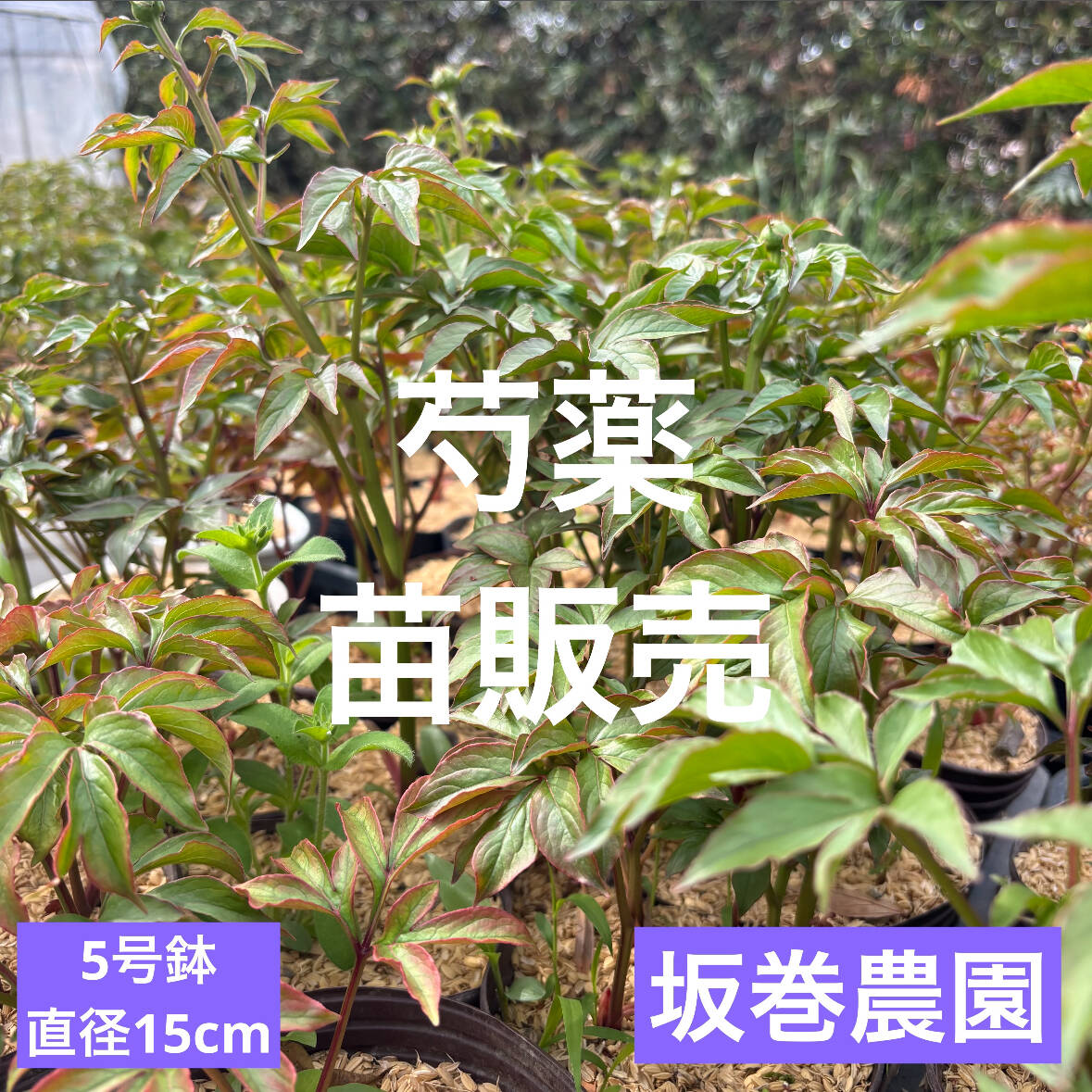 876aeba0358913cf5318bf2bcb3346