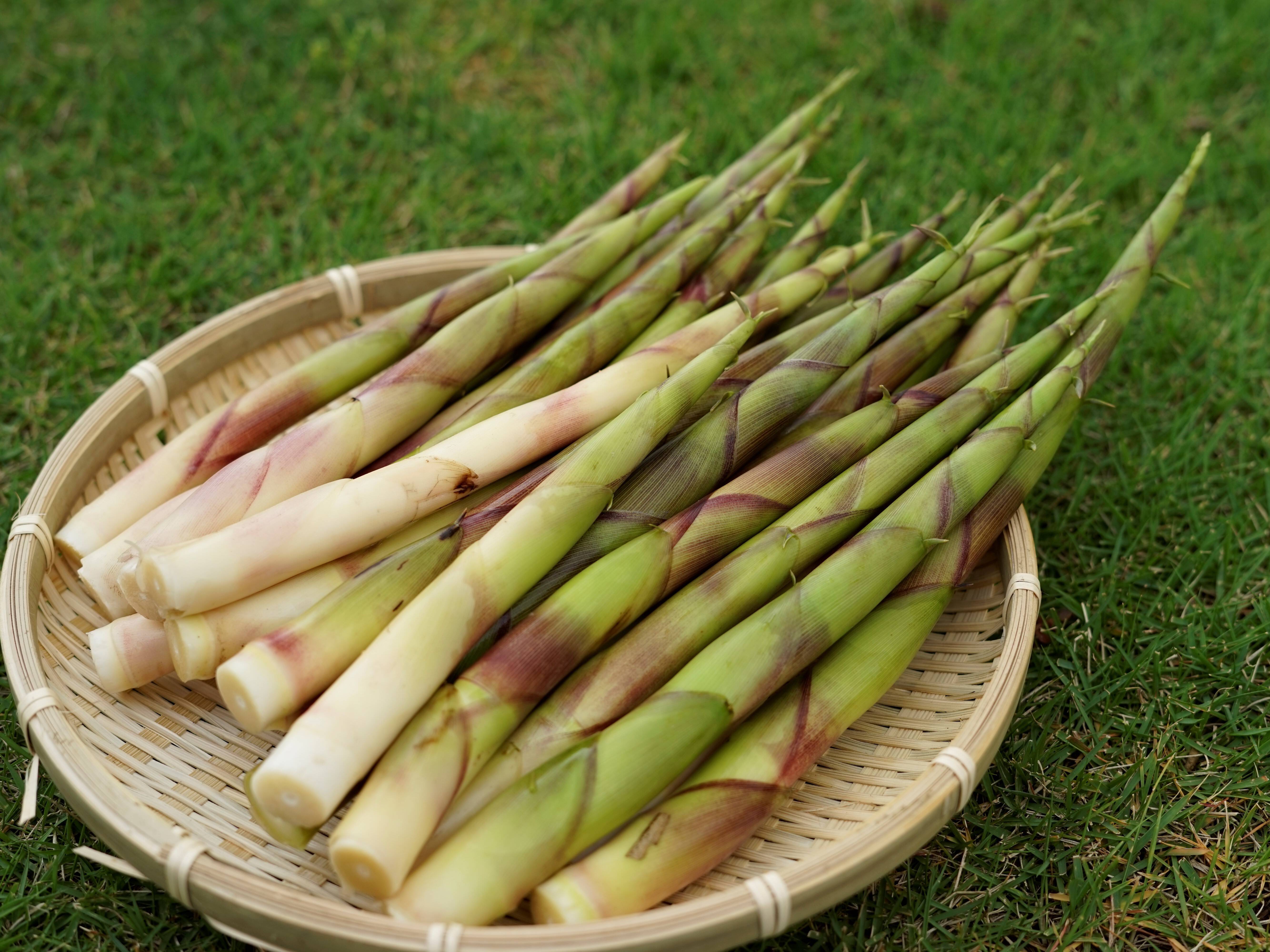 浦田恵様専用】新潟県妙高市 天然山菜 根曲がり竹1㎏、ミズ500g：新潟