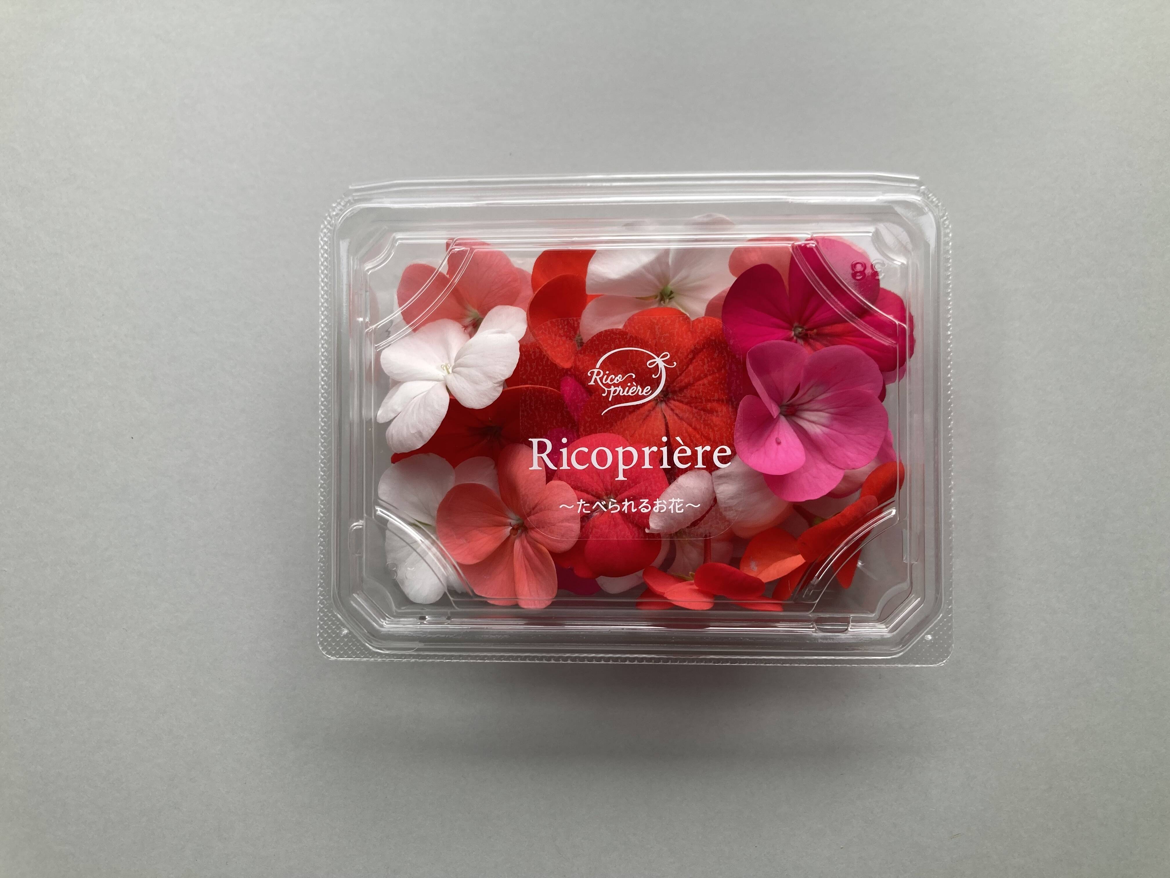 油絵　専用　ならんだゼラニウム 376-3285 ゼラニウム《Josonia・ポッティングシェッド