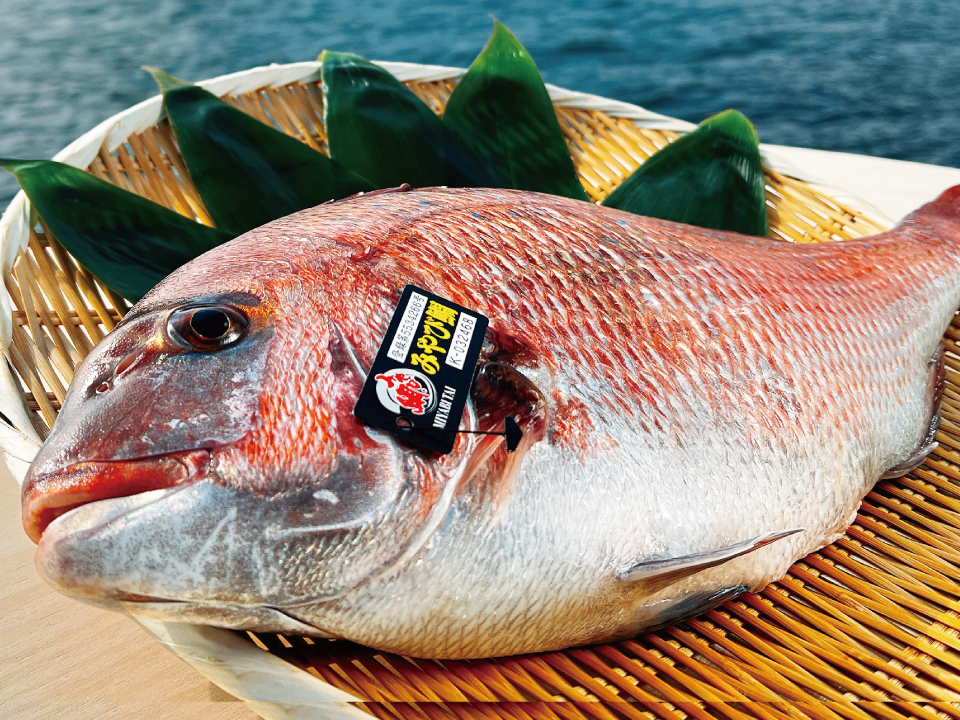 値下げしました！即購入可 別冊月刊椎名鯛造 セット 冬ギフト】九州認知度NO.1！養殖真鯛といえばみやび鯛！みやび鯛