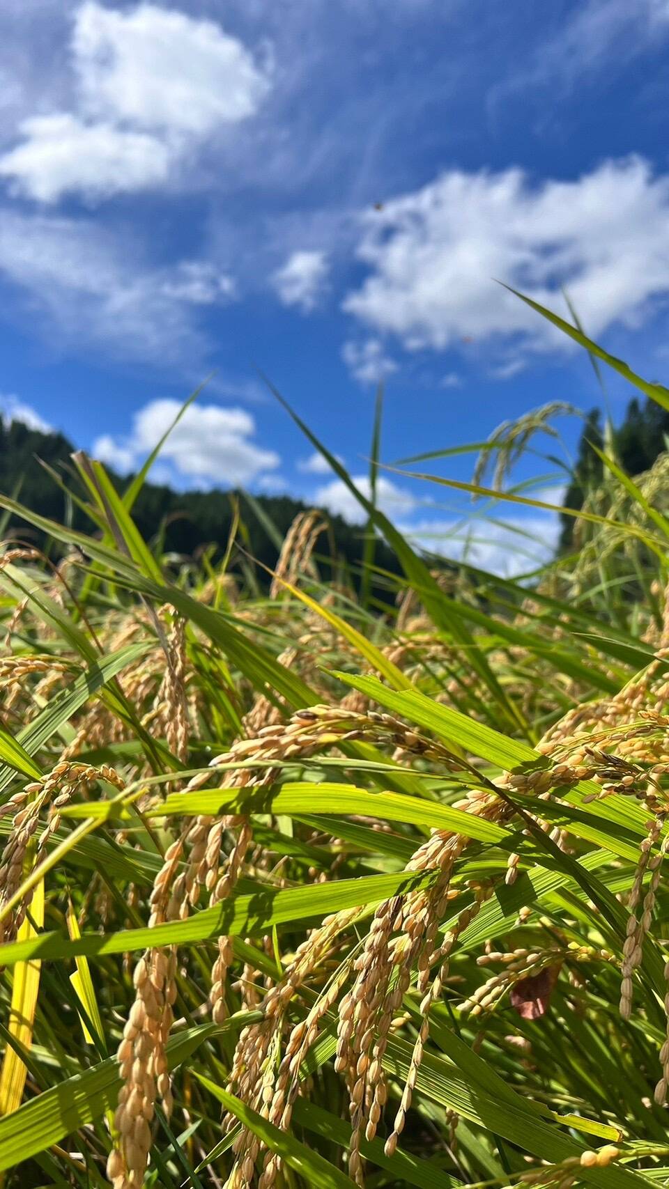 天日干しひとめぼれ 自然栽培・天日干し！ひとめぼれ 【玄米5㎏】 農薬・肥料不使用：千葉