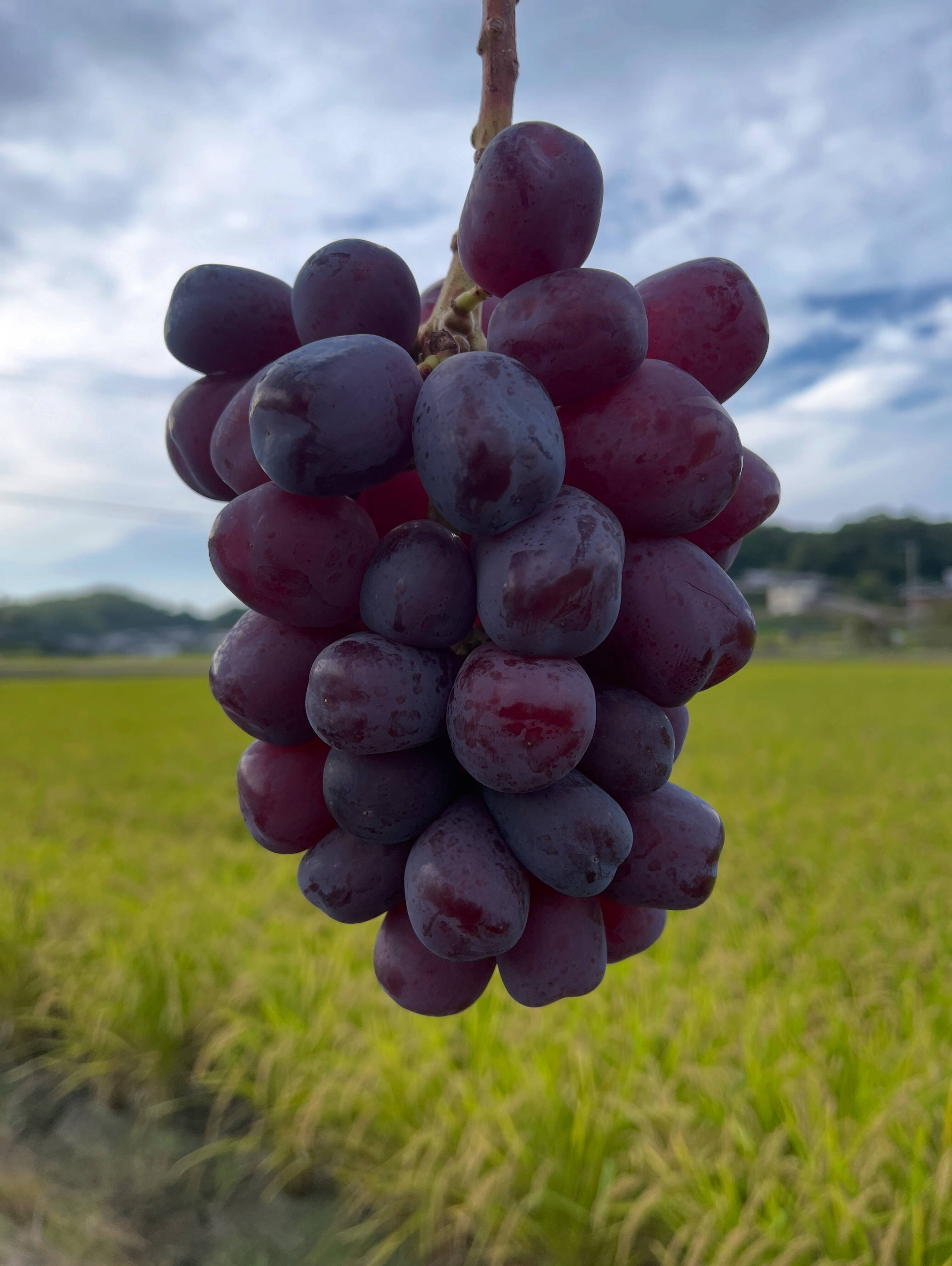 濃厚な甘さ！希少品種【富士の輝】2房約1.2kg：兵庫県産の富士の輝
