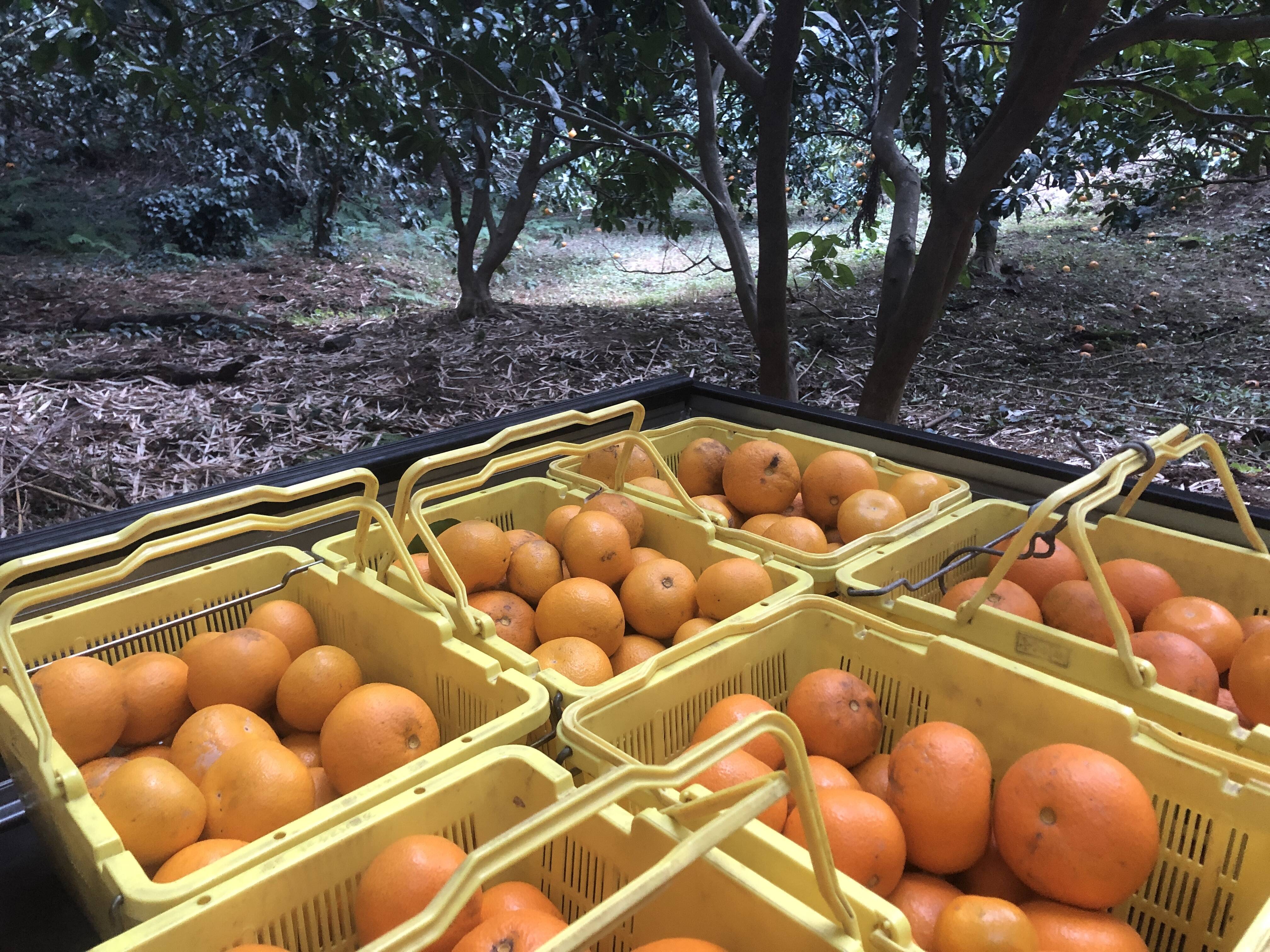 八朔(はっさく)3kg房州産(農薬・化学肥料不使用)：千葉県産のみかん