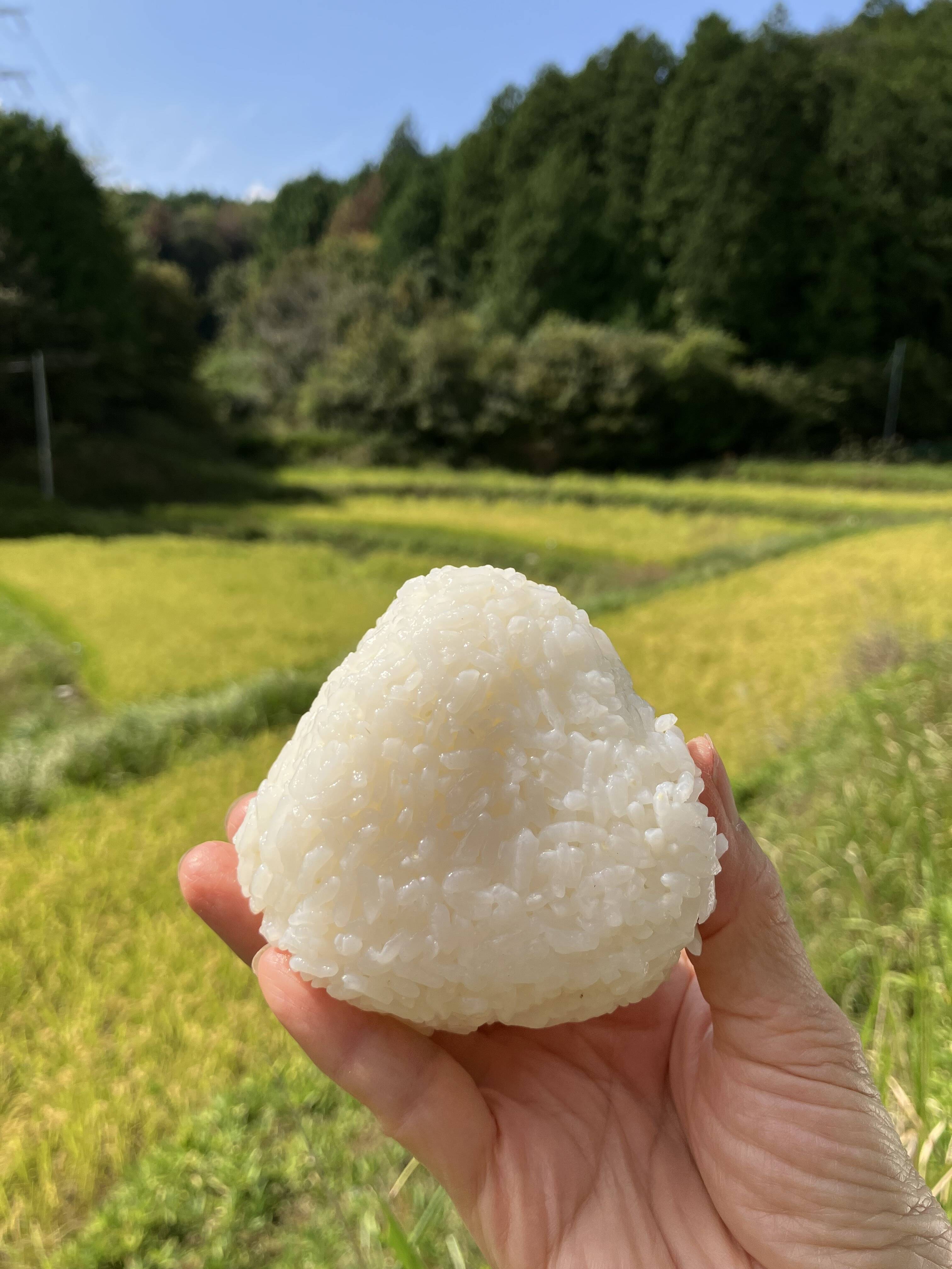 農薬不使用 無洗米 希少な朝日米 R7年産 2kg×3袋 化学肥料不使用 里山