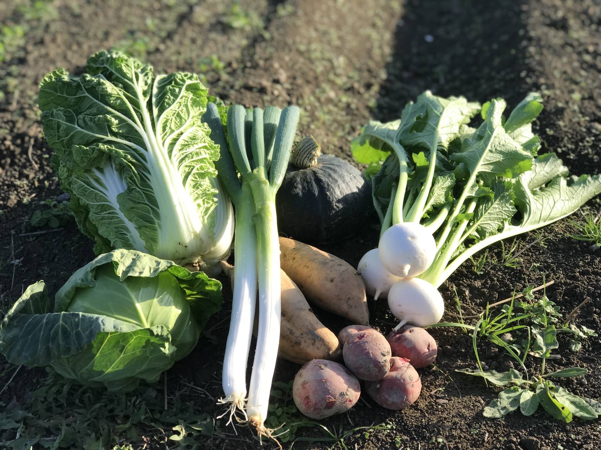 旬の京野菜セット7種類【漢方栽培】：京都府産の野菜セット｜食べ