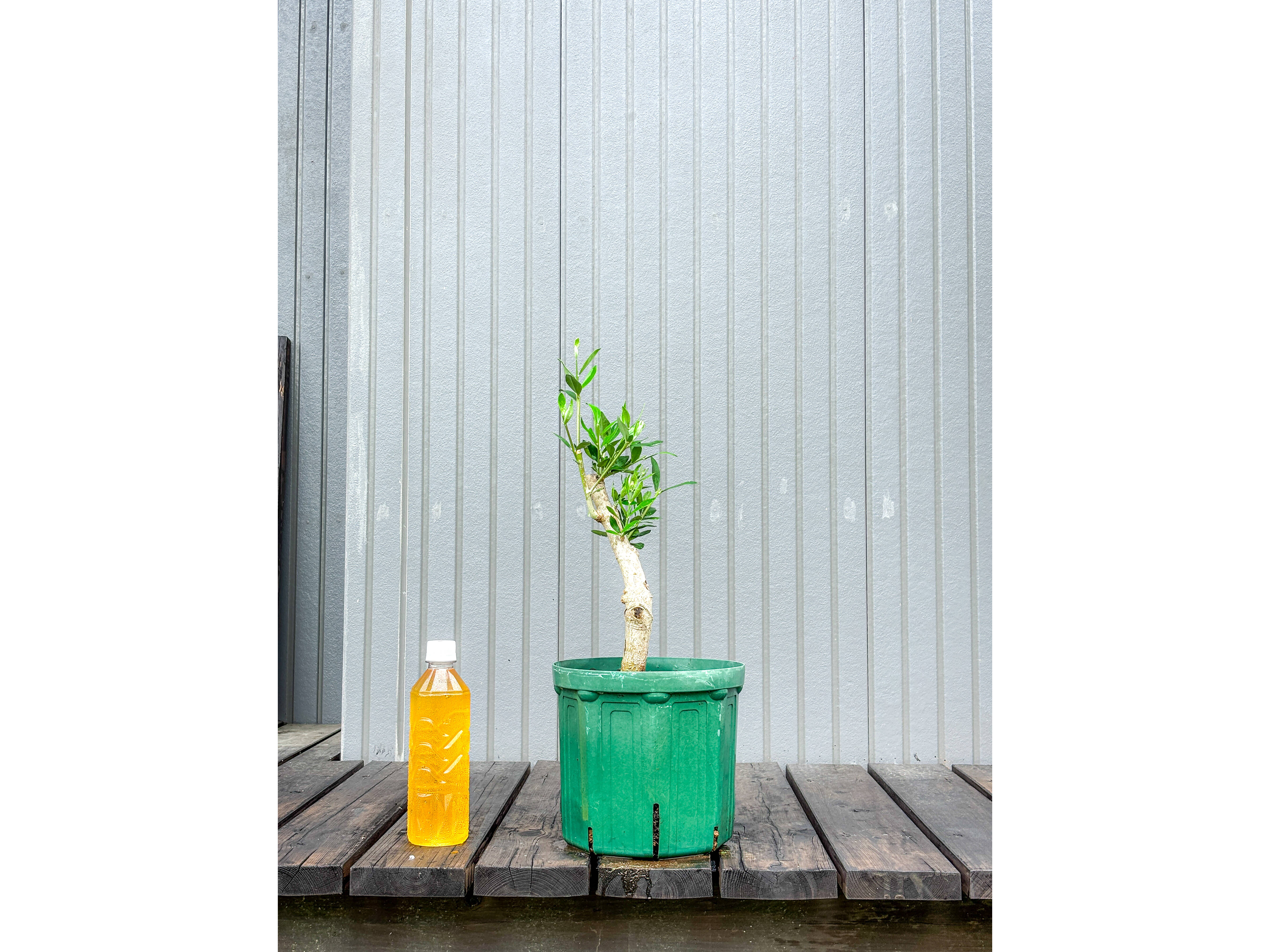 オリーブ 鉢植え ヘレナ｜育てやすい シンボルツリー・盆栽にも