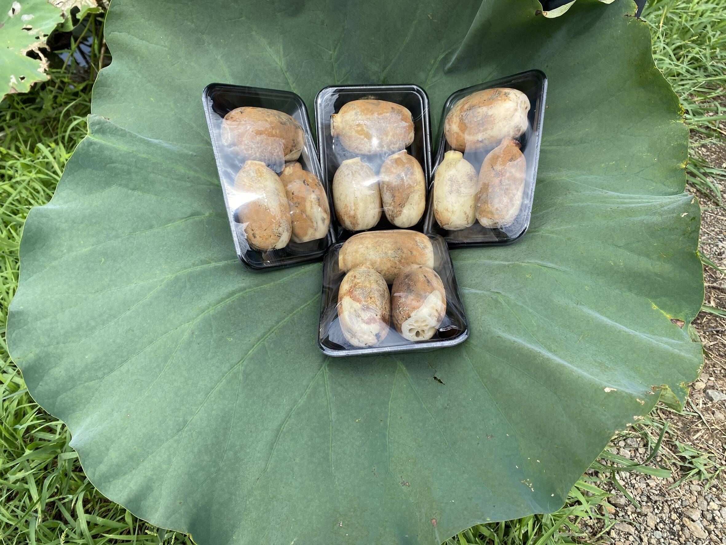 鮮度抜群 加賀れんこん 2 2キロ 石川県産 食べチョク 農家 漁師の産直ネット通販 旬の食材を生産者直送 鮮度抜群 加賀れんこん 2 2キロ 石川県産 食べチョク 農家 漁師の産直ネット通販 旬の食材を生産者直送