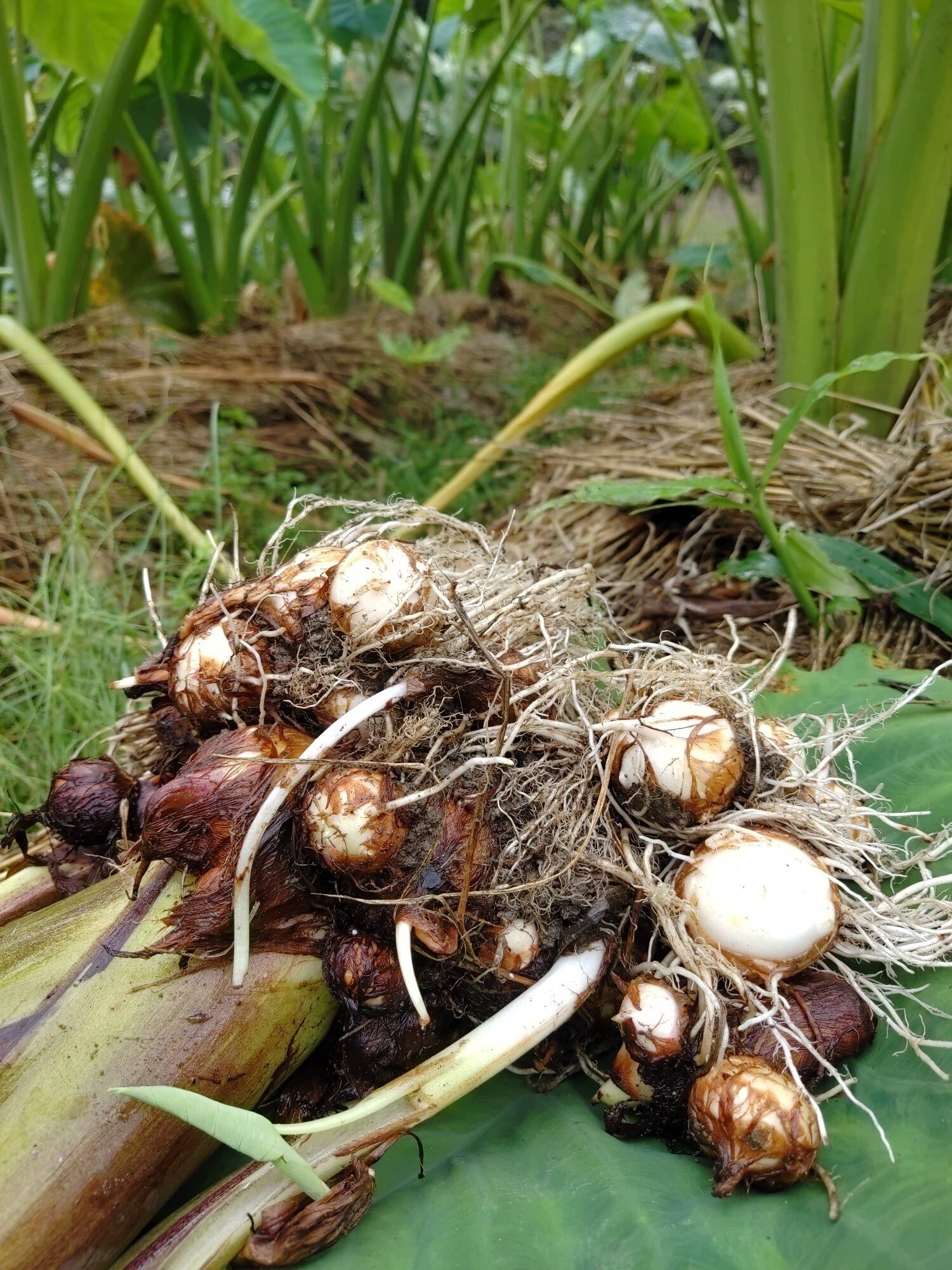 里芋(大野芋)試し掘り。｜食べチョク｜産地直送(産直)お取り寄せ通販 - 農家・漁師から旬の食材を直送