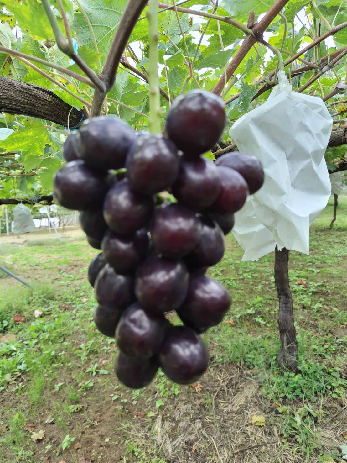 DayDay出演で話題沸騰】幻の牧丘天空マスカットノワール🍇黒いシャイン