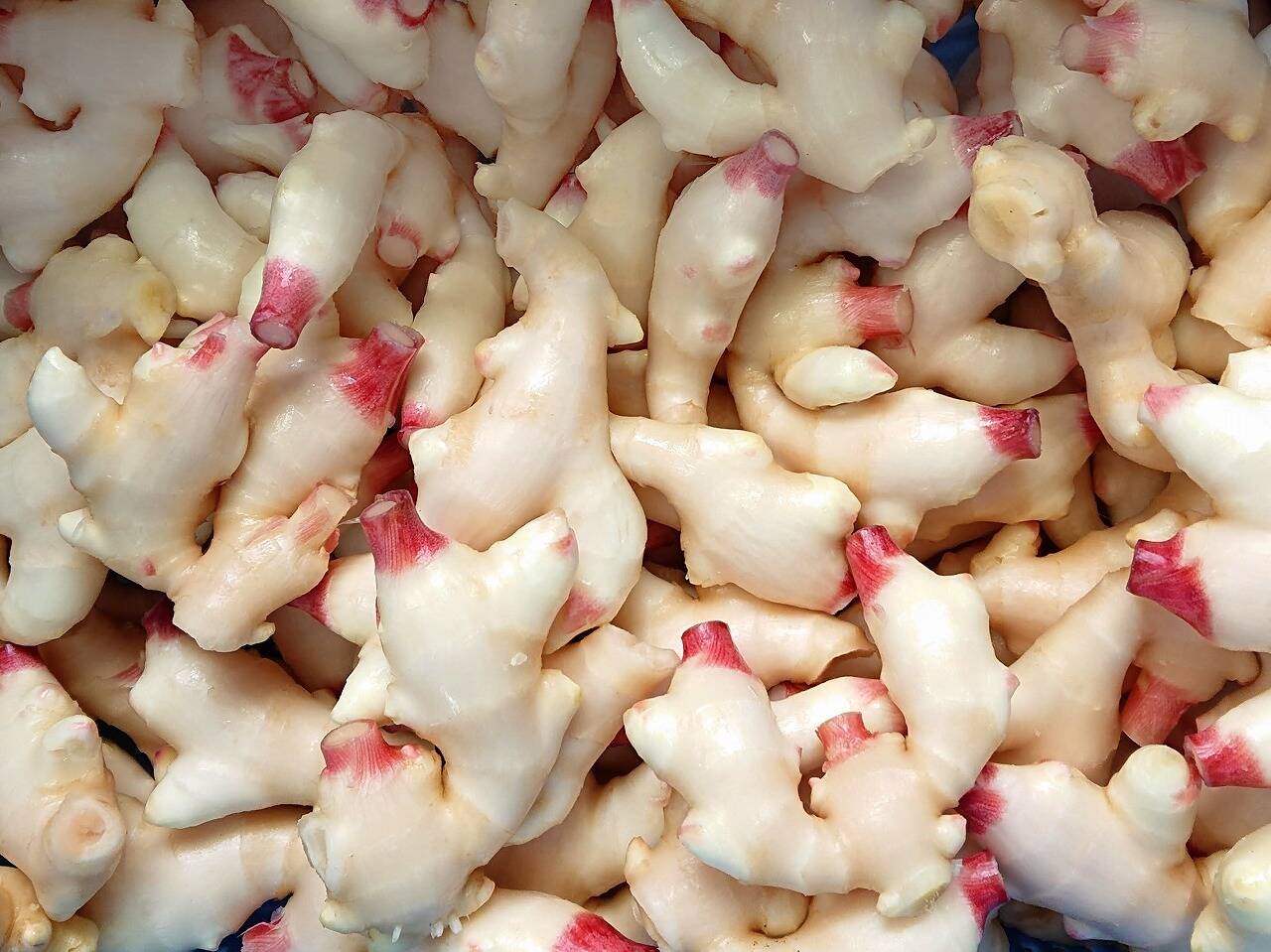産直！新鮮！真っ白で柔らかい新生姜 500g 高知県産 ハウス栽培